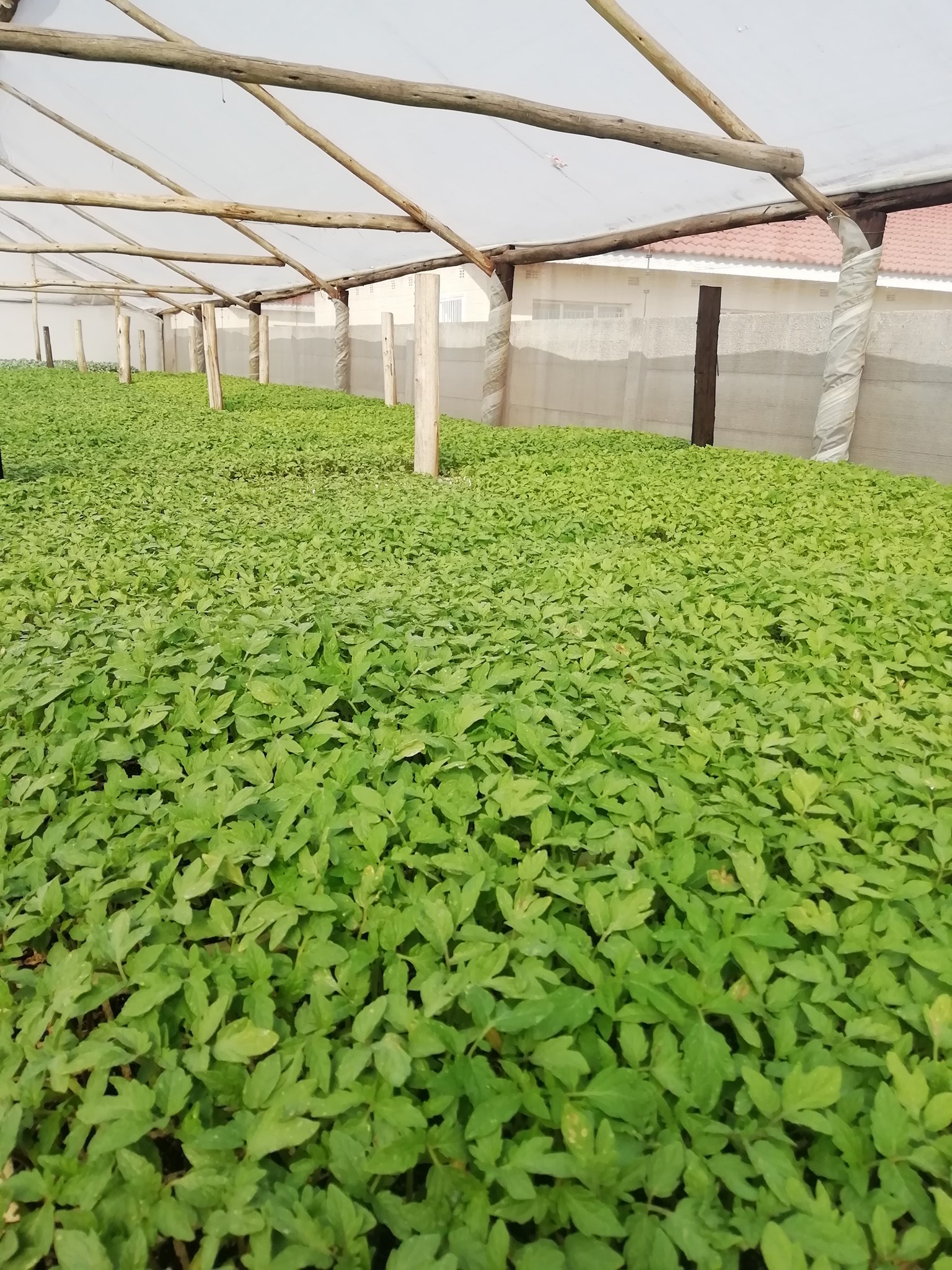 Benlite Seedlings | Harare African Township