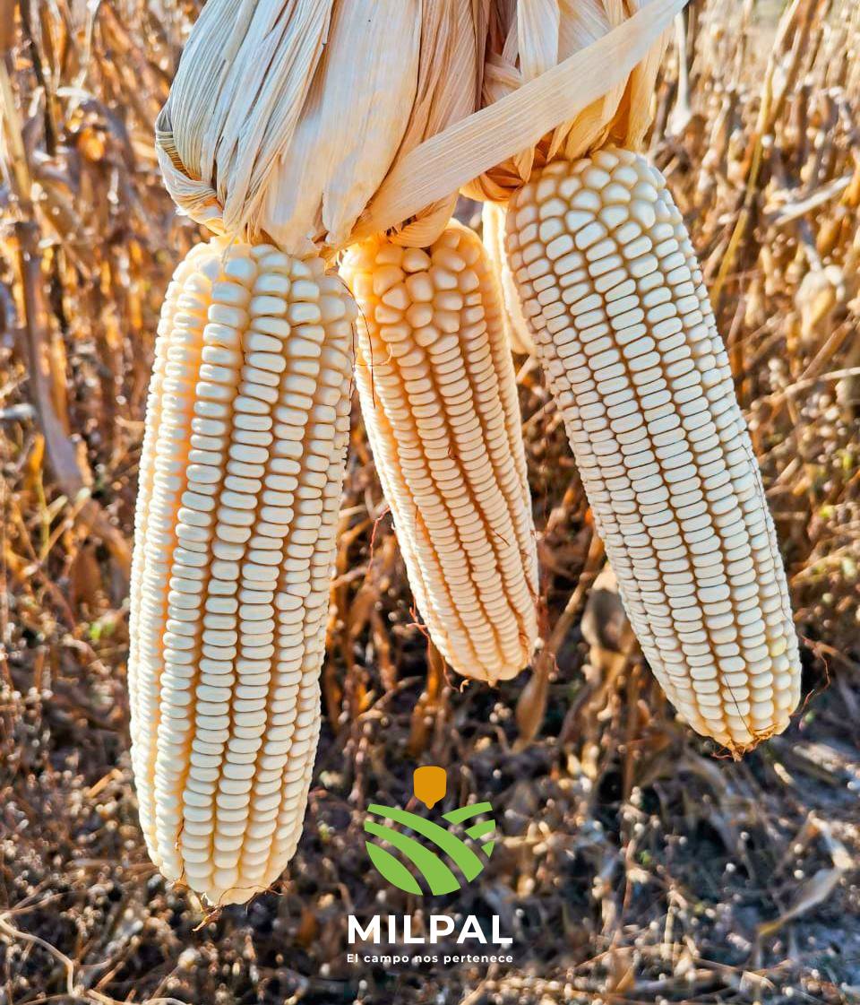 Semillas Milpal - 🌽. Semillas mexicanas que dejan huella... | Facebook