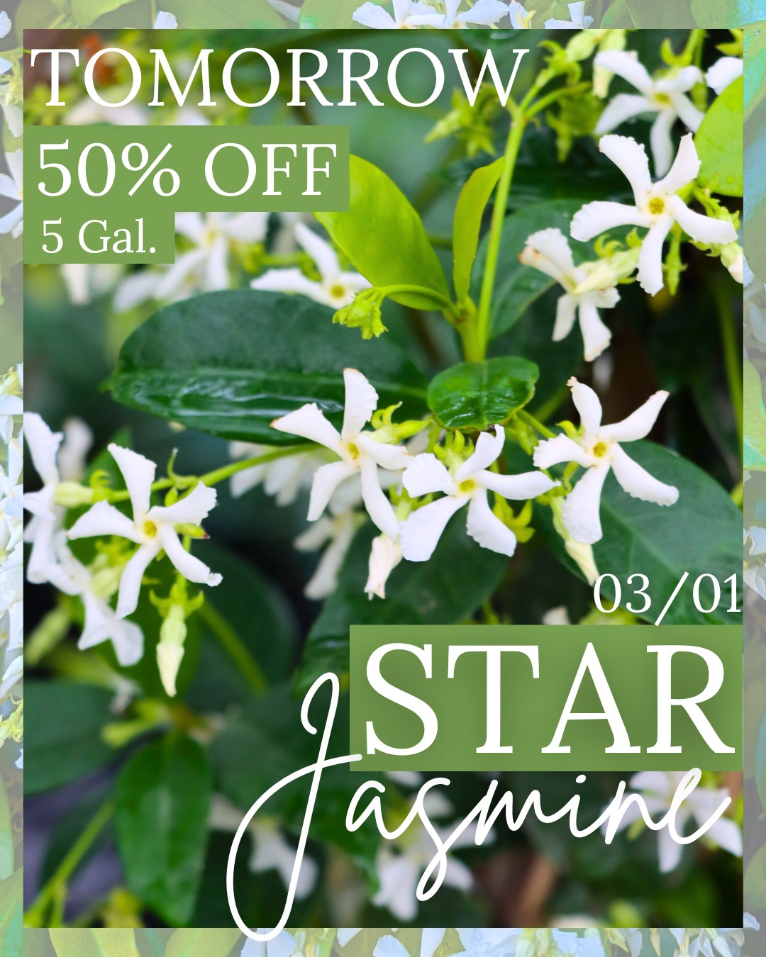 ONE day only ✨3.1.26! ✨ 5 Gal. Star Jasmine is 50% OFF! (Reg