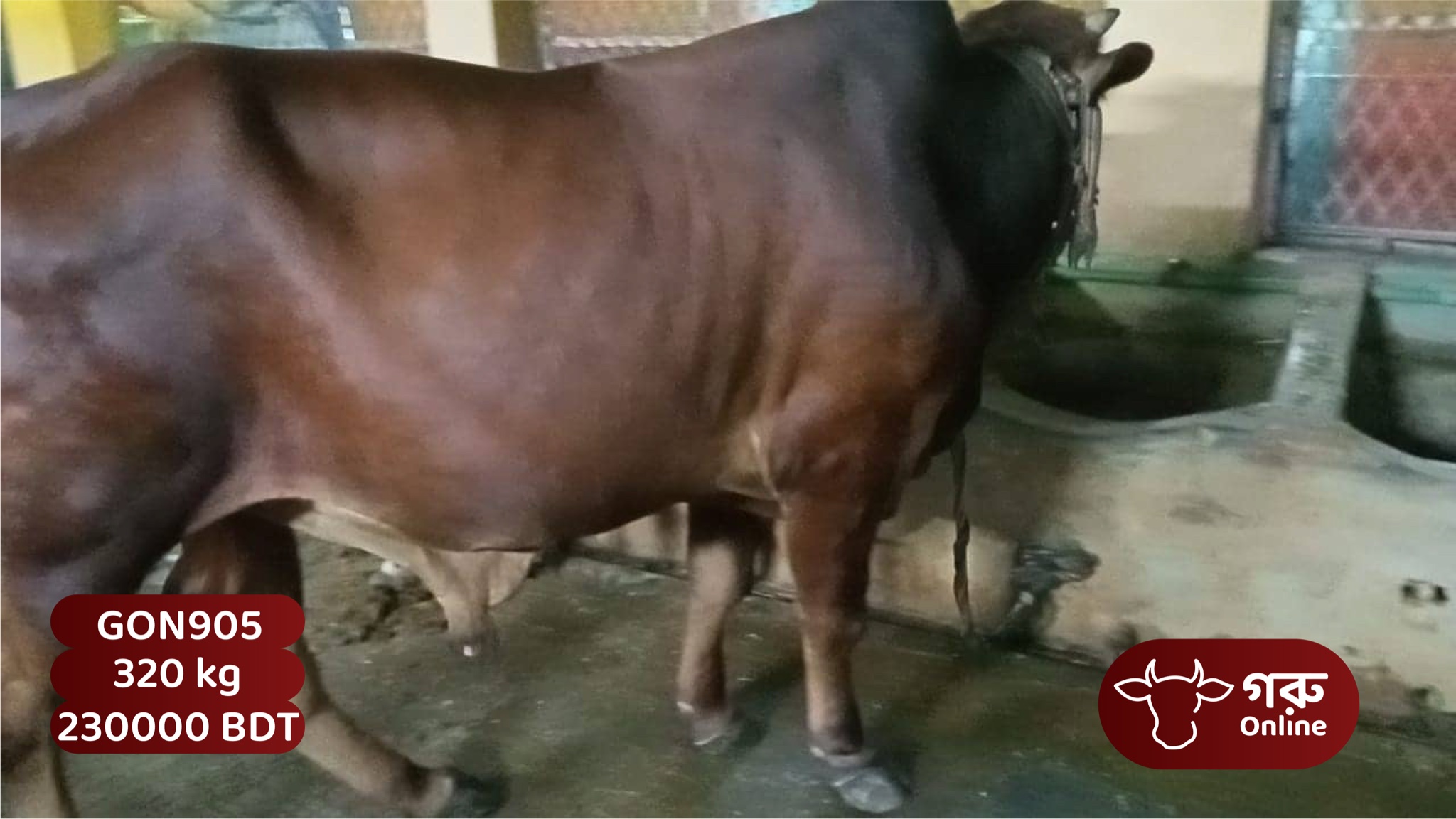 Goru Online-গরু অনলাইন | Dhaka