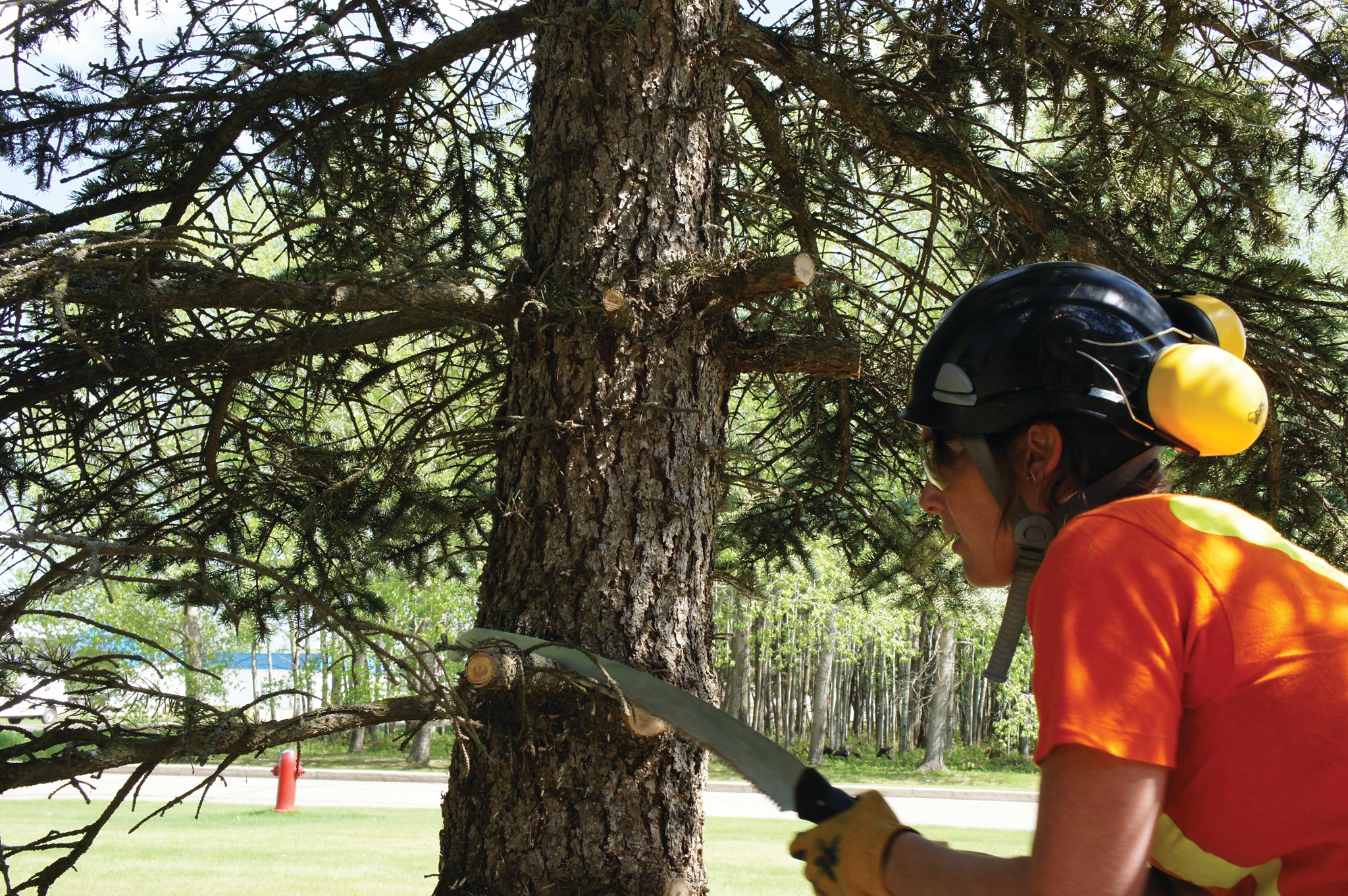 Saskatchewan Public Safety Agency - Want to make your yard FireSmart ...