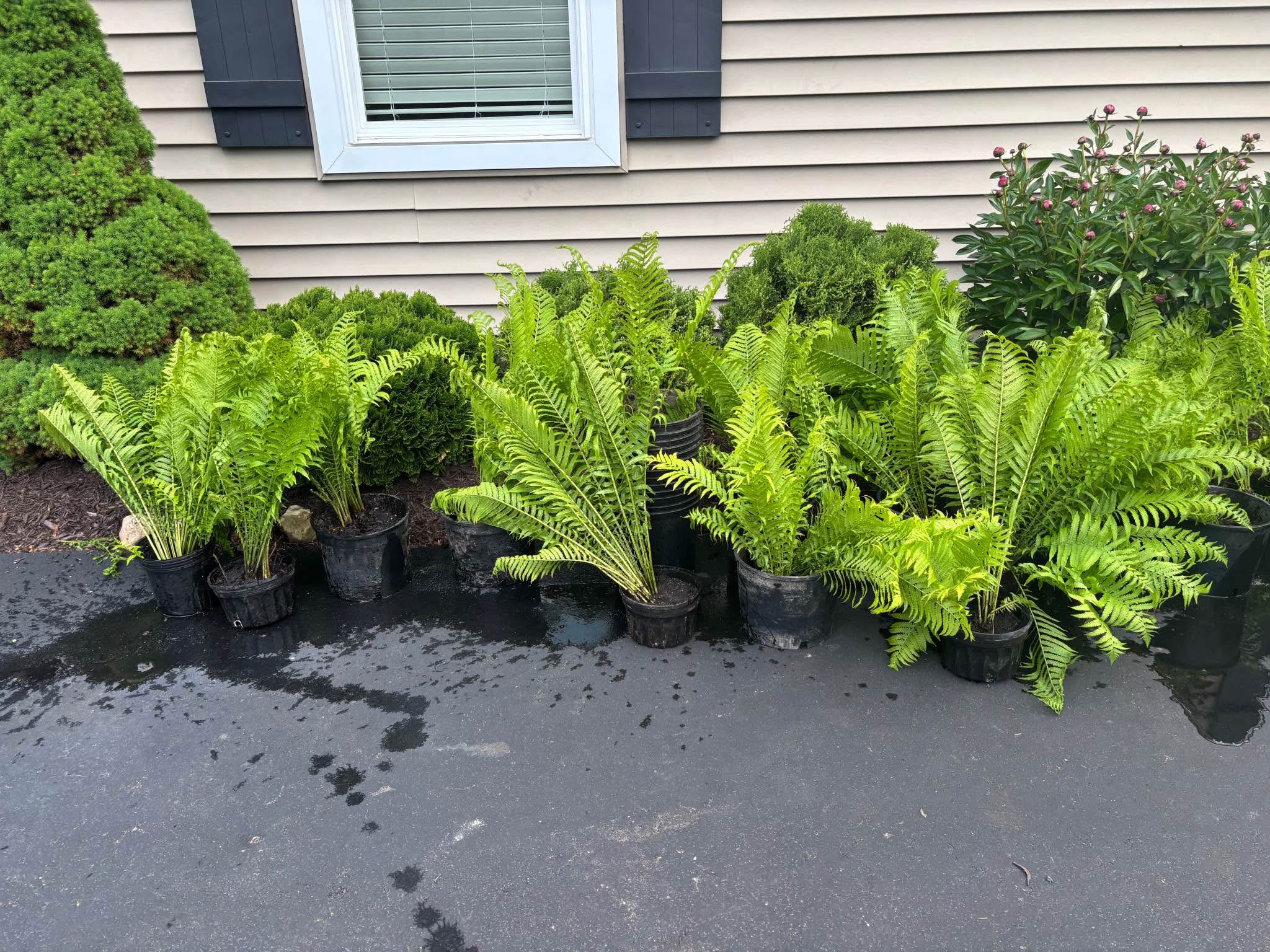 Ostrich ferns - perennial - Plants & Seedlings - South Lyon, Michigan