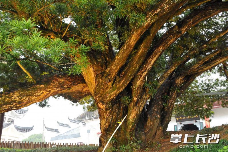 ChangshaCity - Do you know the “King of #Tree” in #Hunan?... | Facebook