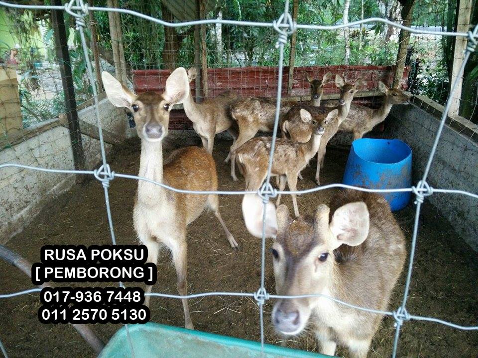 Pembekal Rusa - Tanah Merah | Tanah Merah