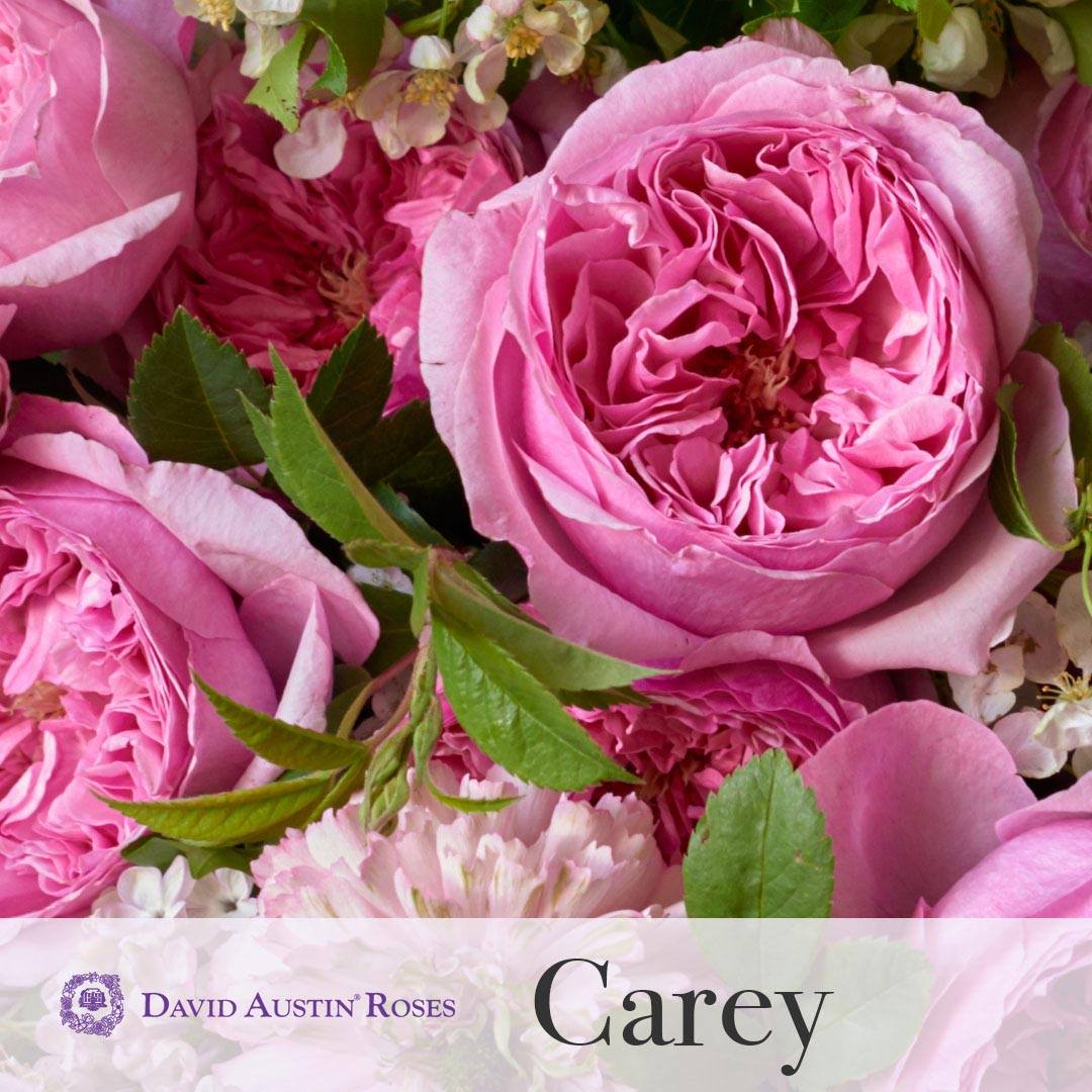 Fleur.hk 花香港 - Hong Kong florist 香港花店