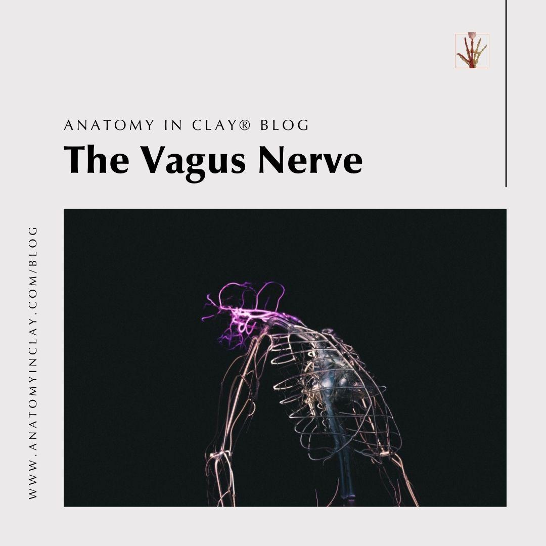 The vagus nerve is the... - Anatomy in Clay® Learning System | Facebook