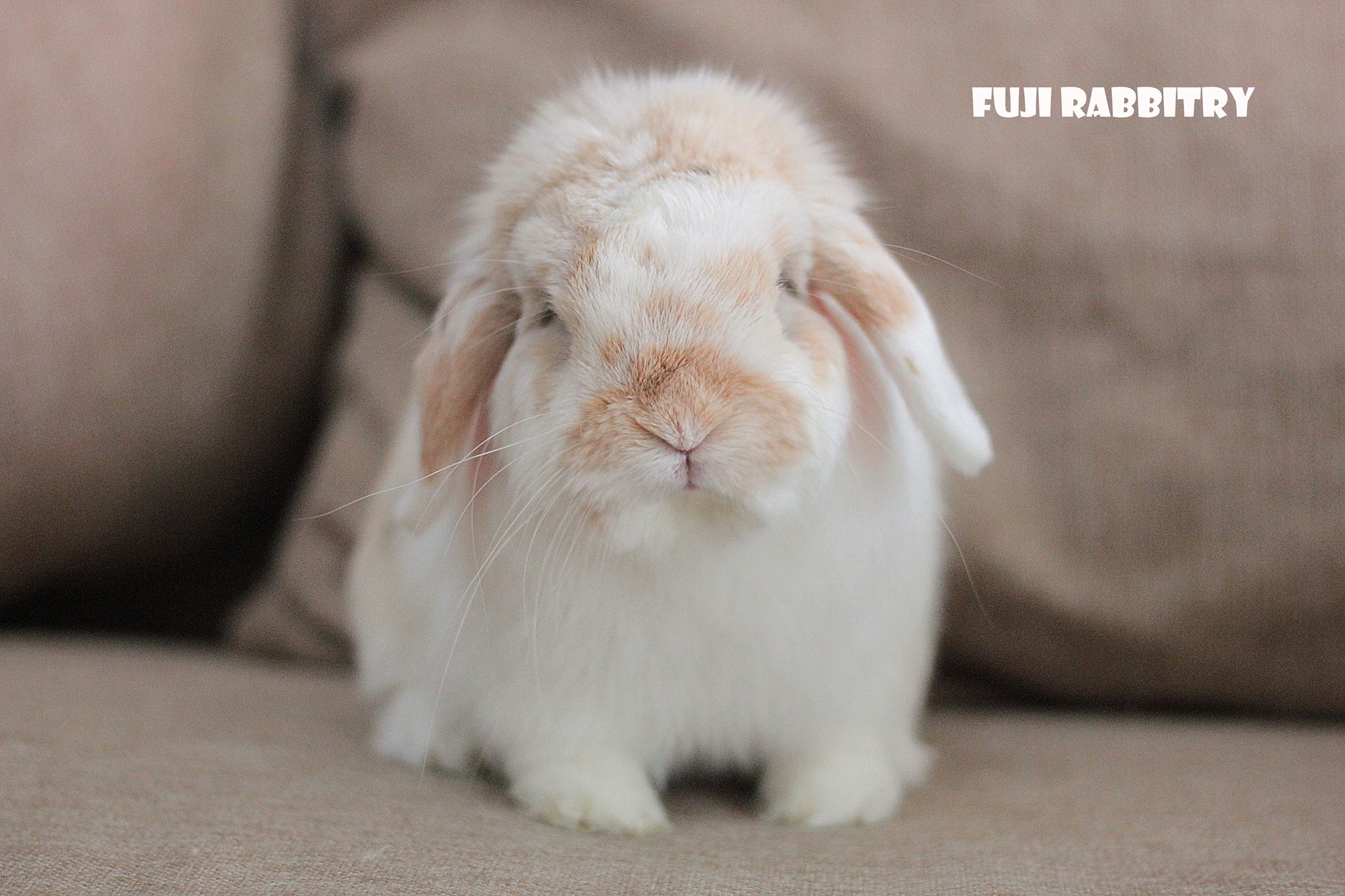 Fuji Rabbitry - มาแนะนำว่าที่พ่อพันธุ์ใหม่อย่างเป็นทางการคร...