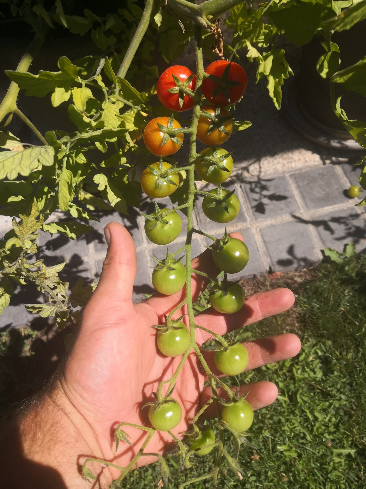 Unsere Bio Tomaten Sind Bald Reif Trattoria Boccacelli Facebook