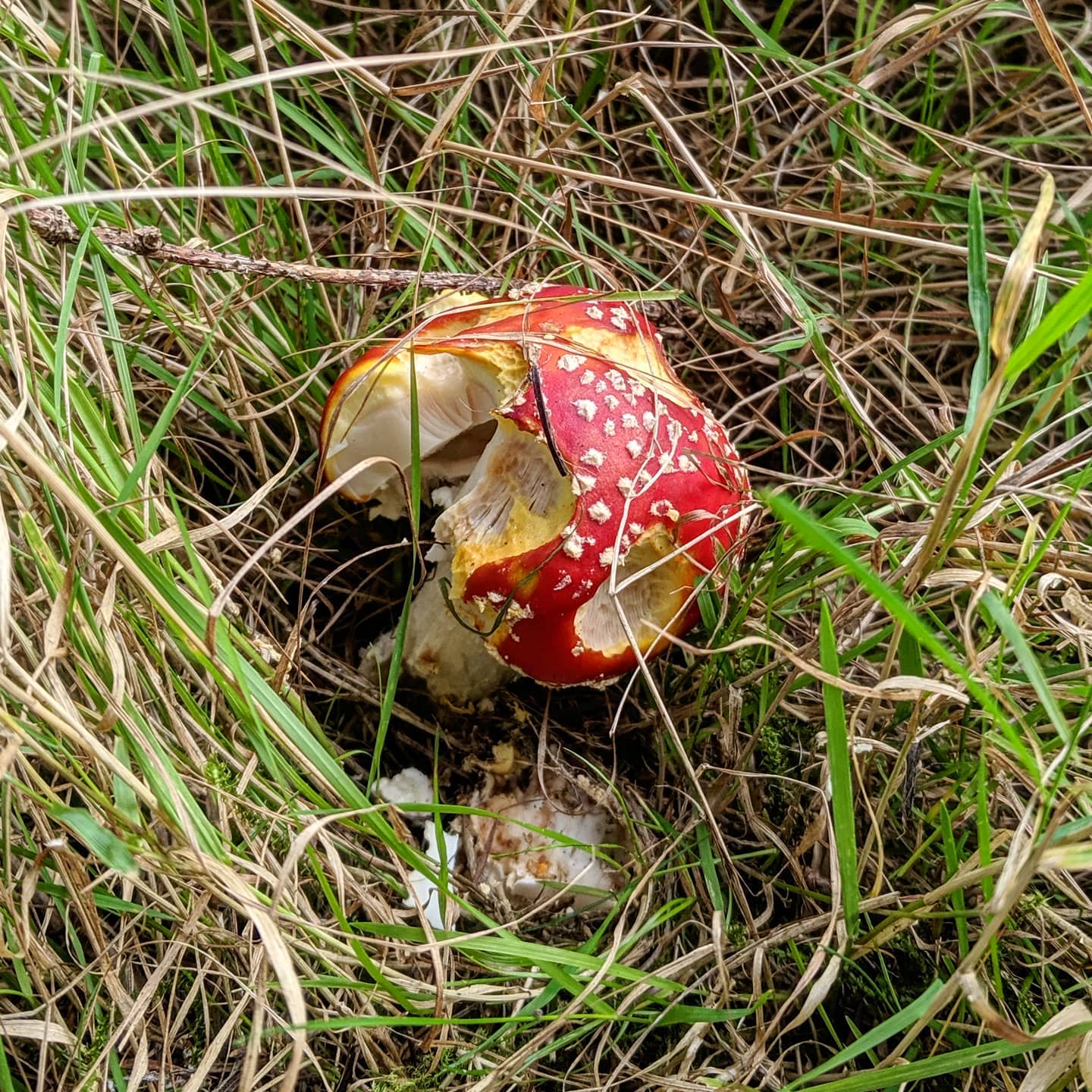 Wildbarc - The white spotted toadstool (found on our wild...