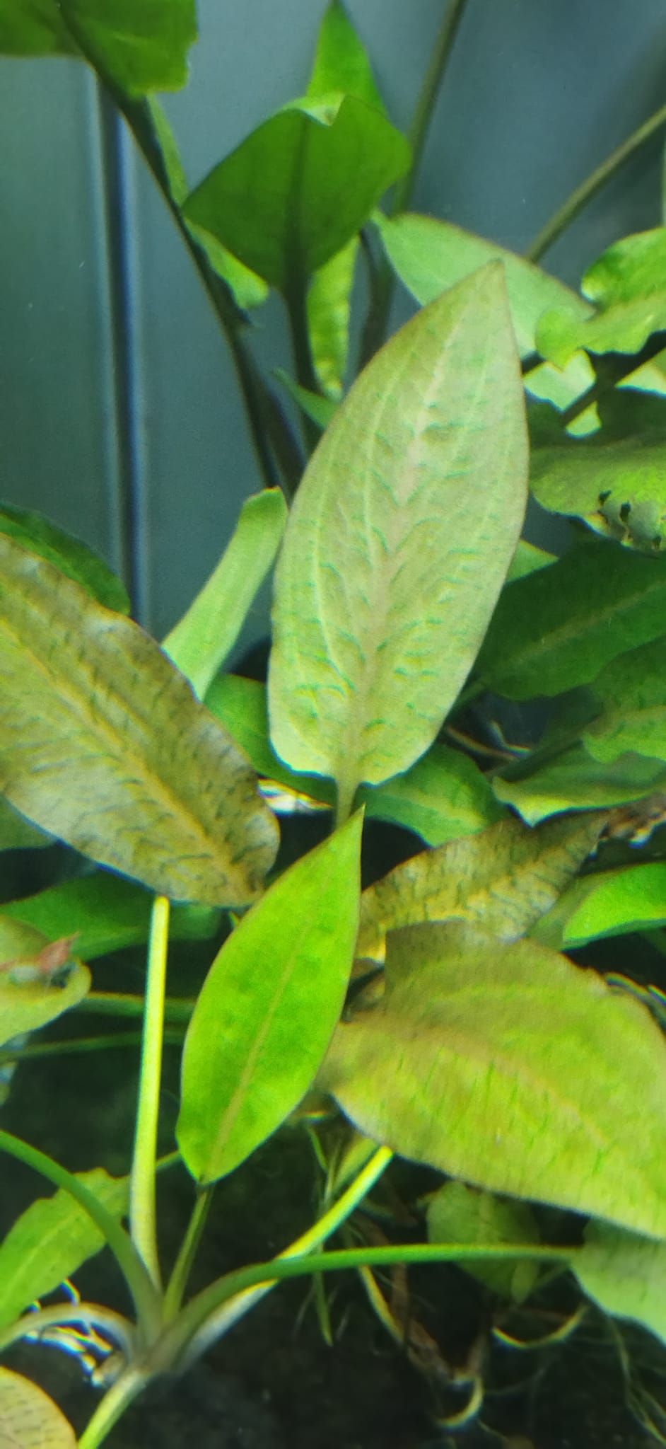 Cryptocoryne plant identification needed