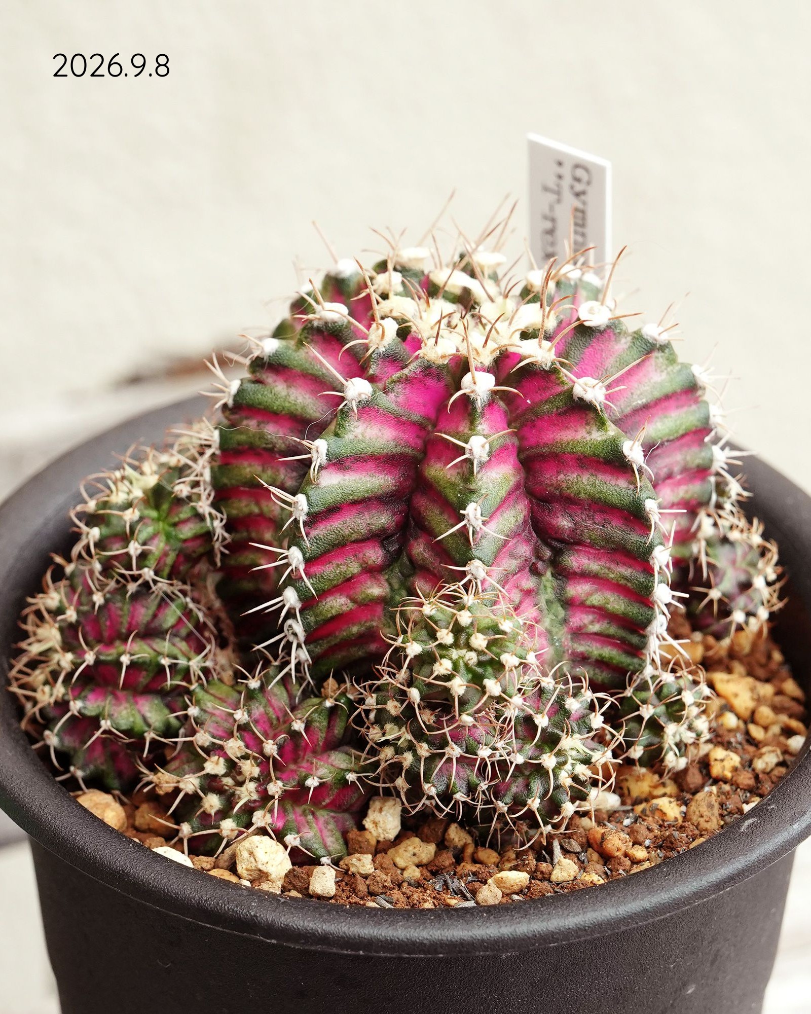 □ アロエ ワイリーコヨーテ Aloe 'Wily Coyotee' ブルーグレイにサビ