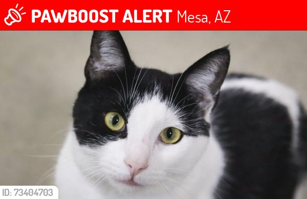 🚨 Oreo was LOST September 16, 2026 in Mesa, AZ 85212 near Boulder