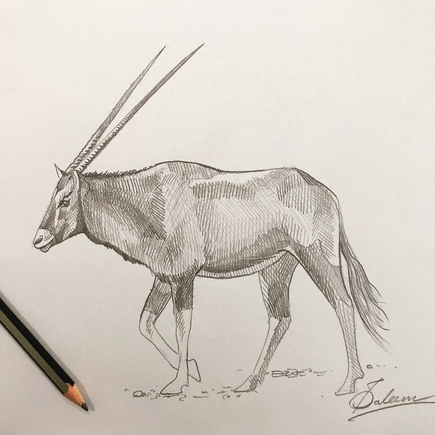 Saleemsart - Arabian oryx. . . . #pencilsketch #art #pencildrawing # ...