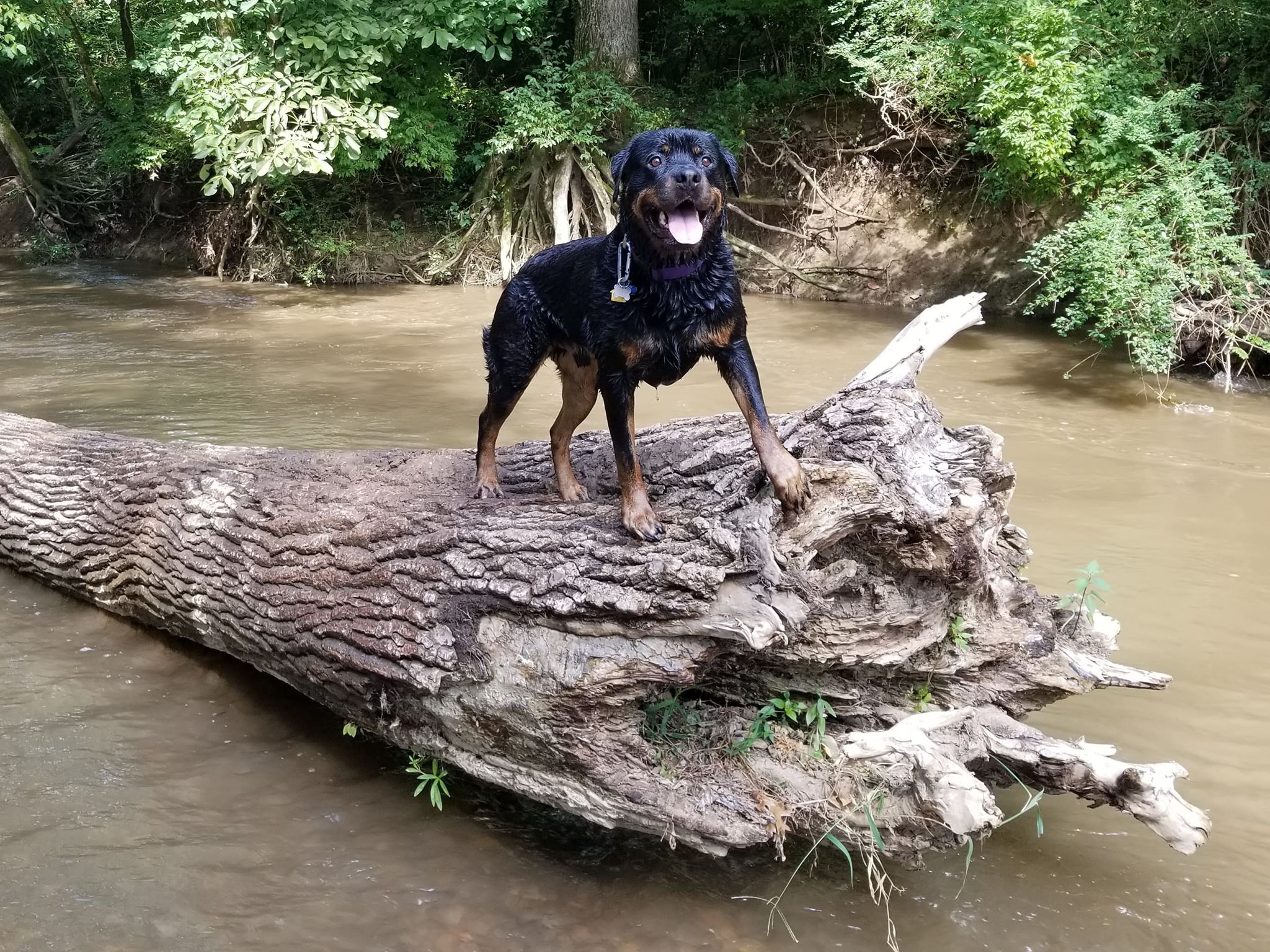 Handsome Rottie