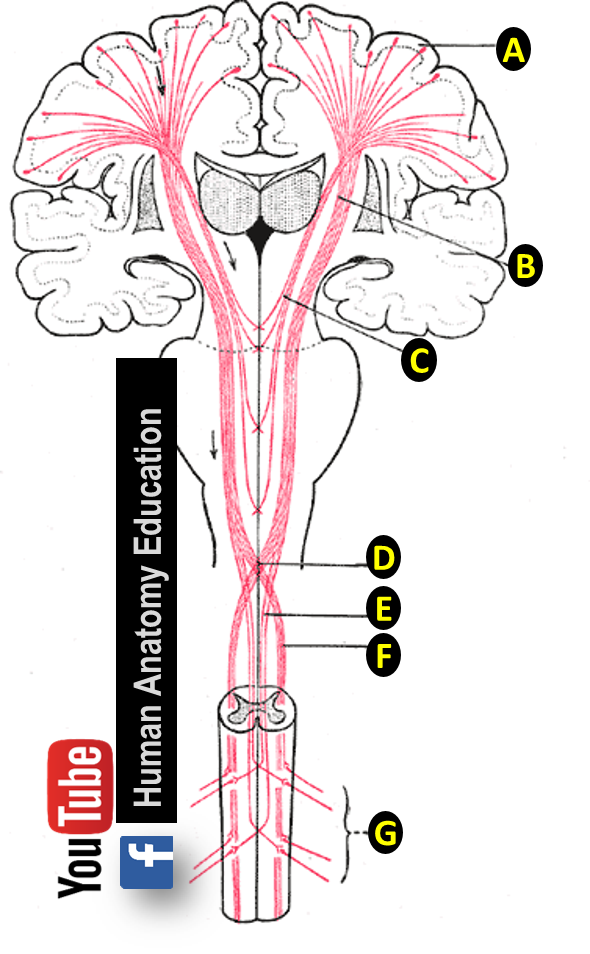 Human Anatomy Education - Match the numbered structures with the ...