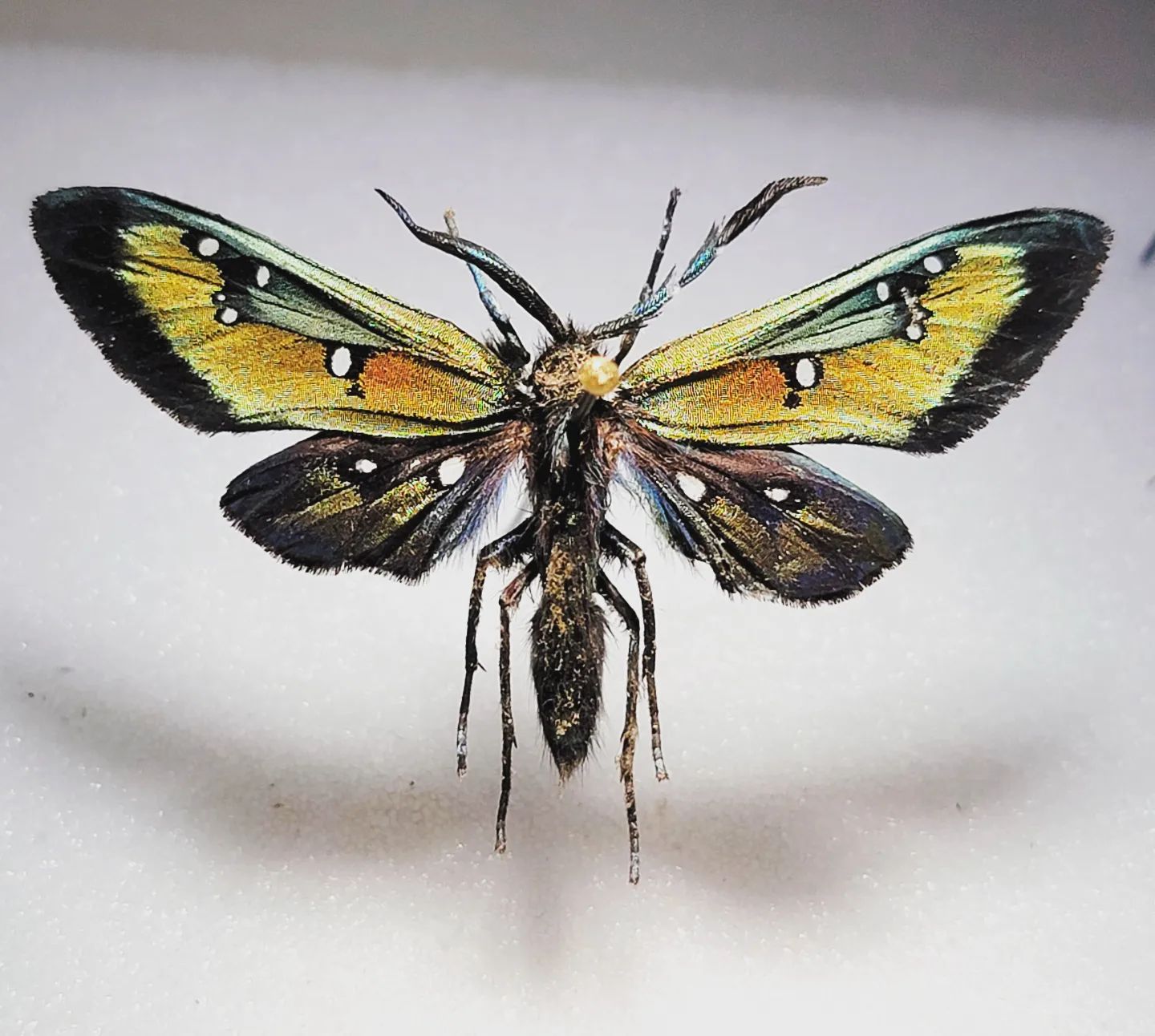 BioQuipBugs - Always fun to see a species in person that I...