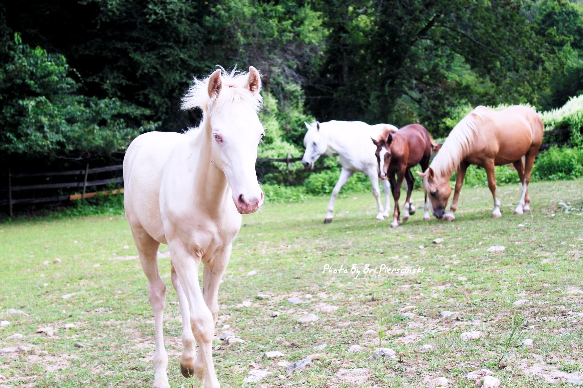 Lee's Riding Stable, Inc. | Litchfield CT