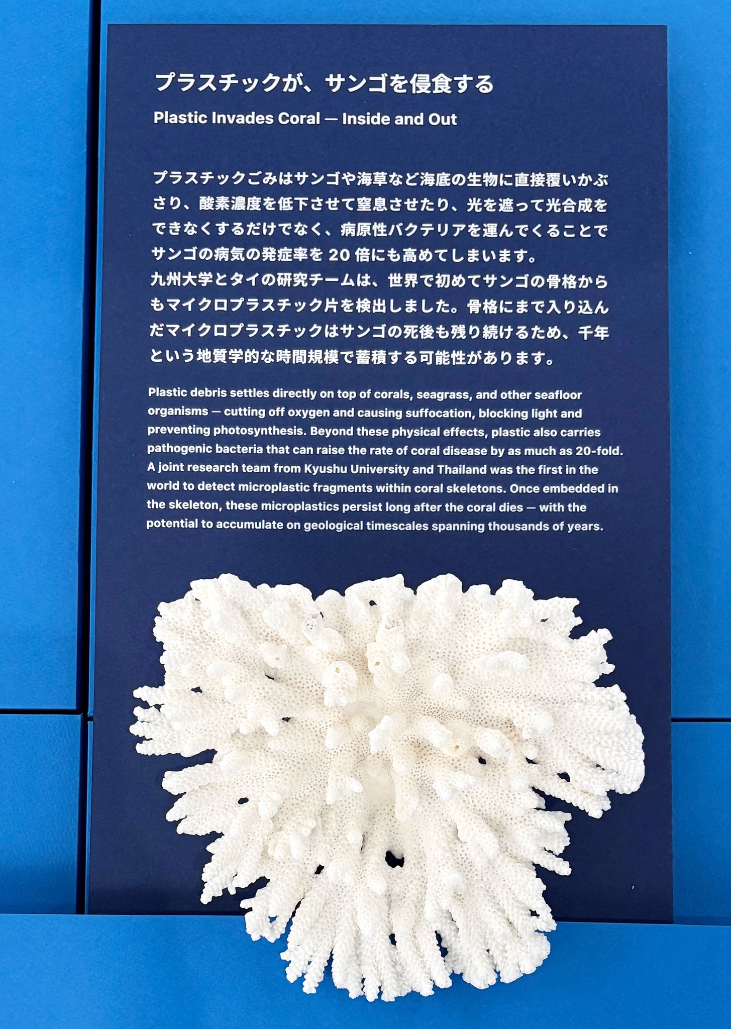 九州大学総合研究博物館 - タヌキの剥製＆骨格セット。剥製タヌキも
