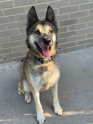 10 & “Harmony” COMPLETE BOX Dallas shelter dog needs home by 06/23
