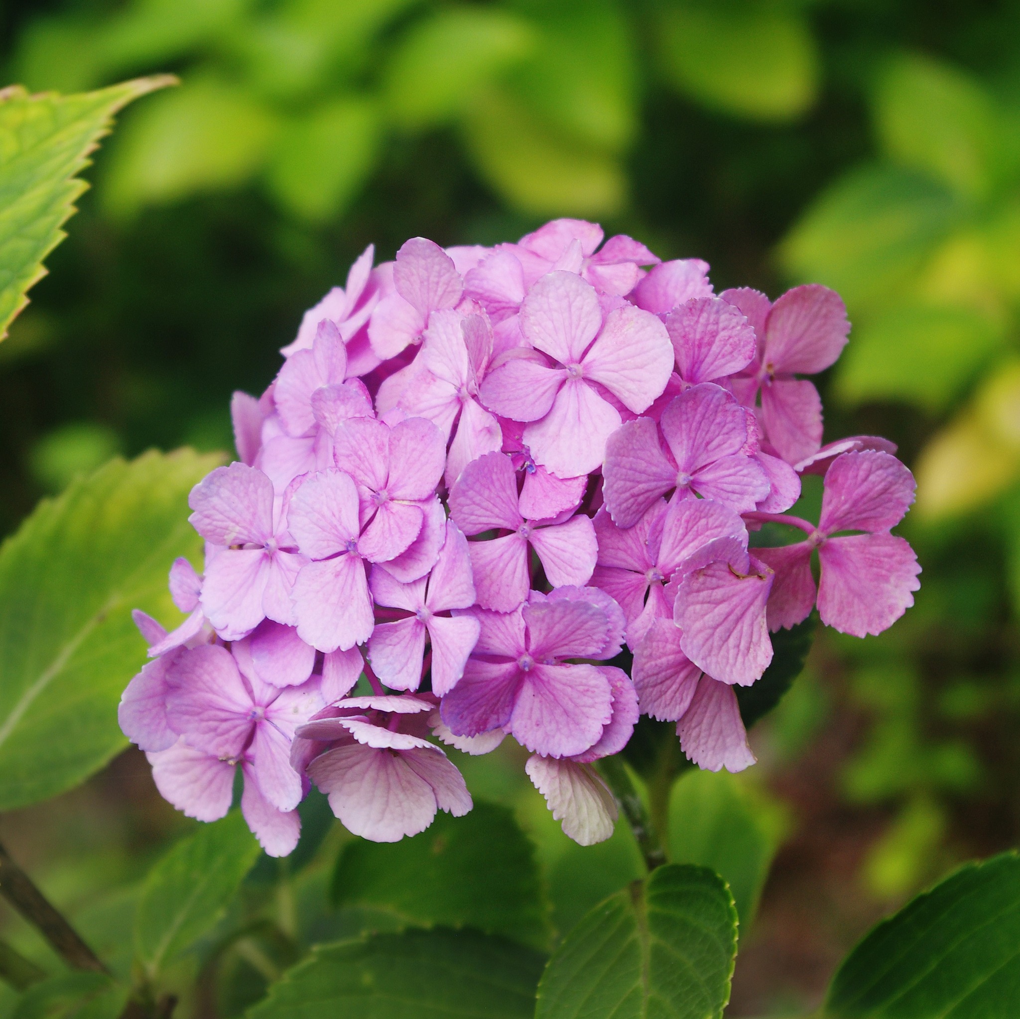 庭園】 庭園の小径を歩いていると、まだ淡い紫色を保った紫陽花を