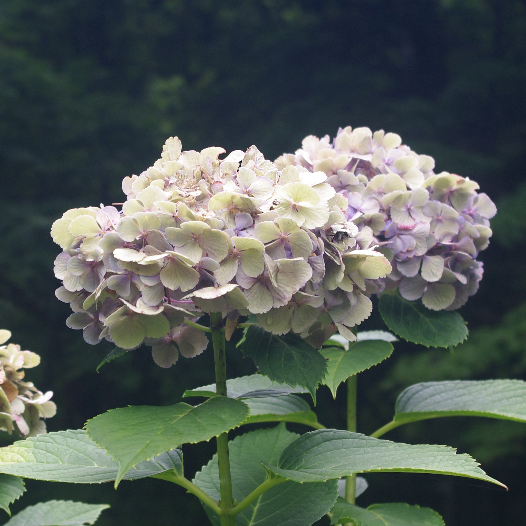 庭園】 庭園の小径を歩いていると、まだ淡い紫色を保った紫陽花を