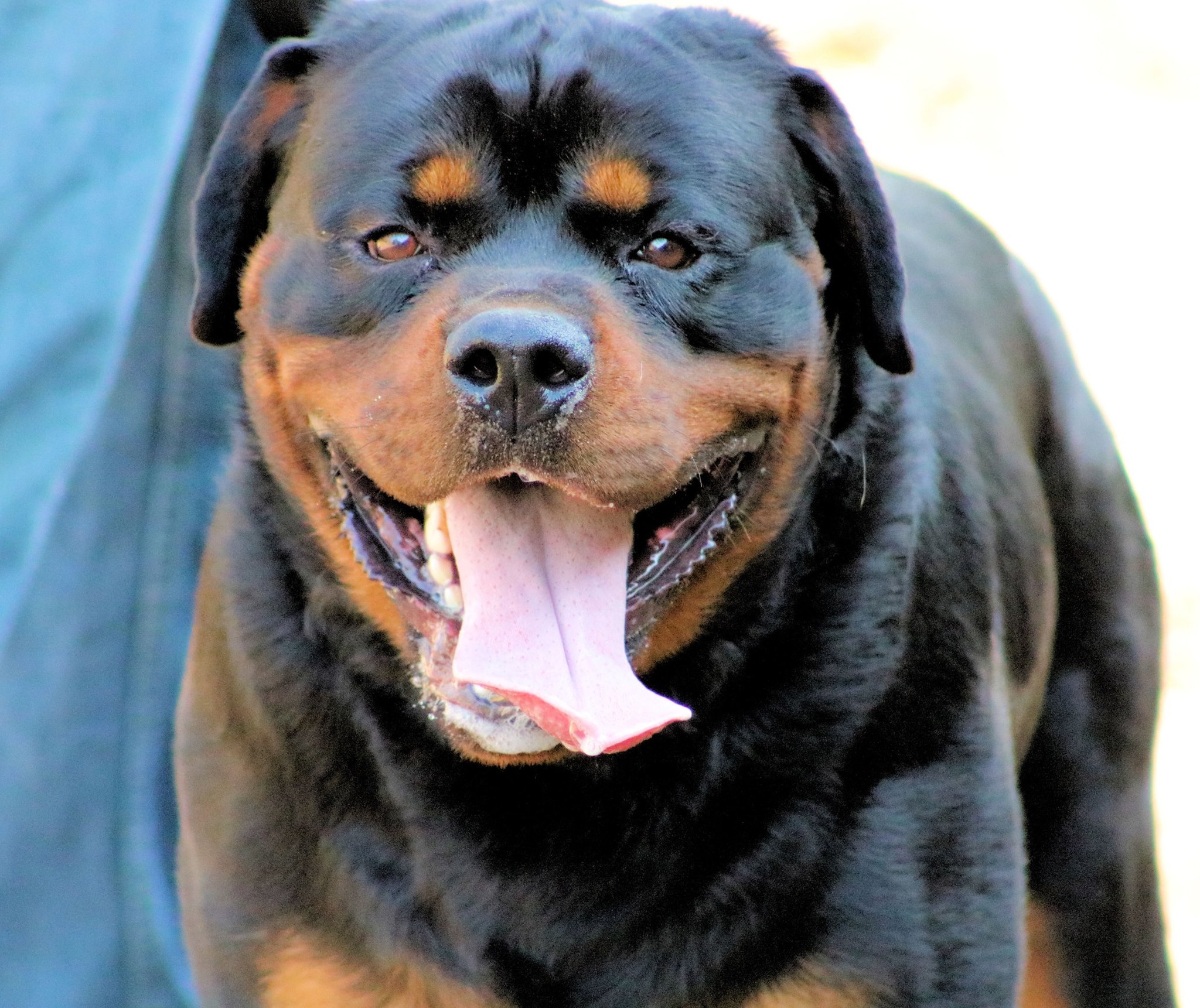 SouthernTier Rottweilers | Rome GA