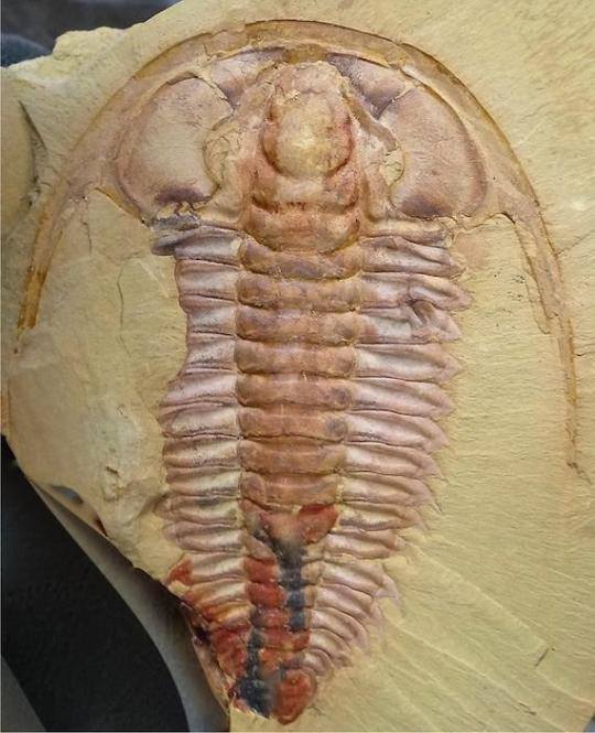 Chengjiang biota reveals 515 million year old trilobite species