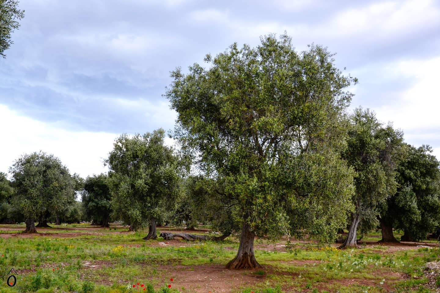 PugliAmie - • Les oliviers des Pouilles • Olive trees in...
