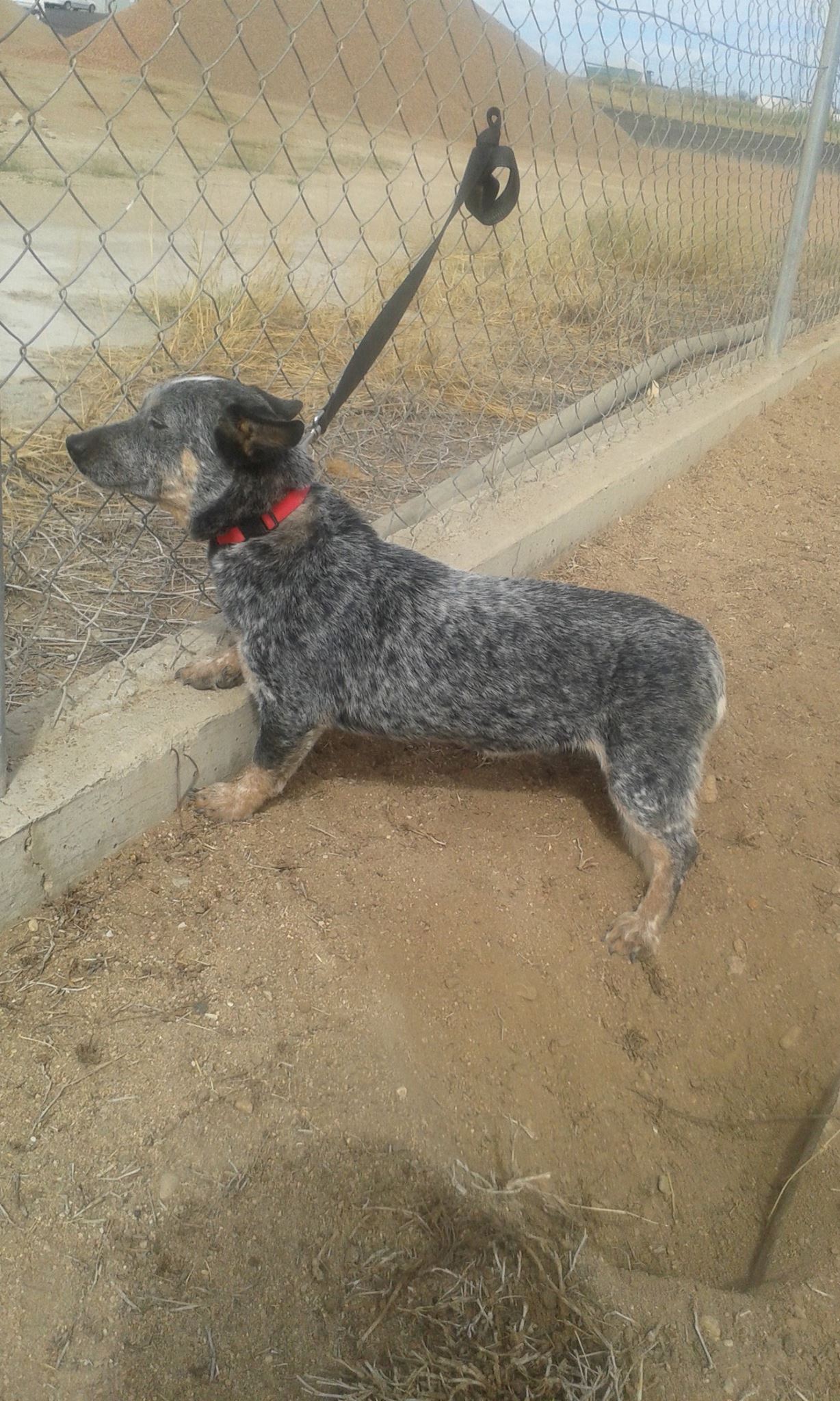 ~ DOG HAS... - Hughenden Connect (Flinders Shire Council)