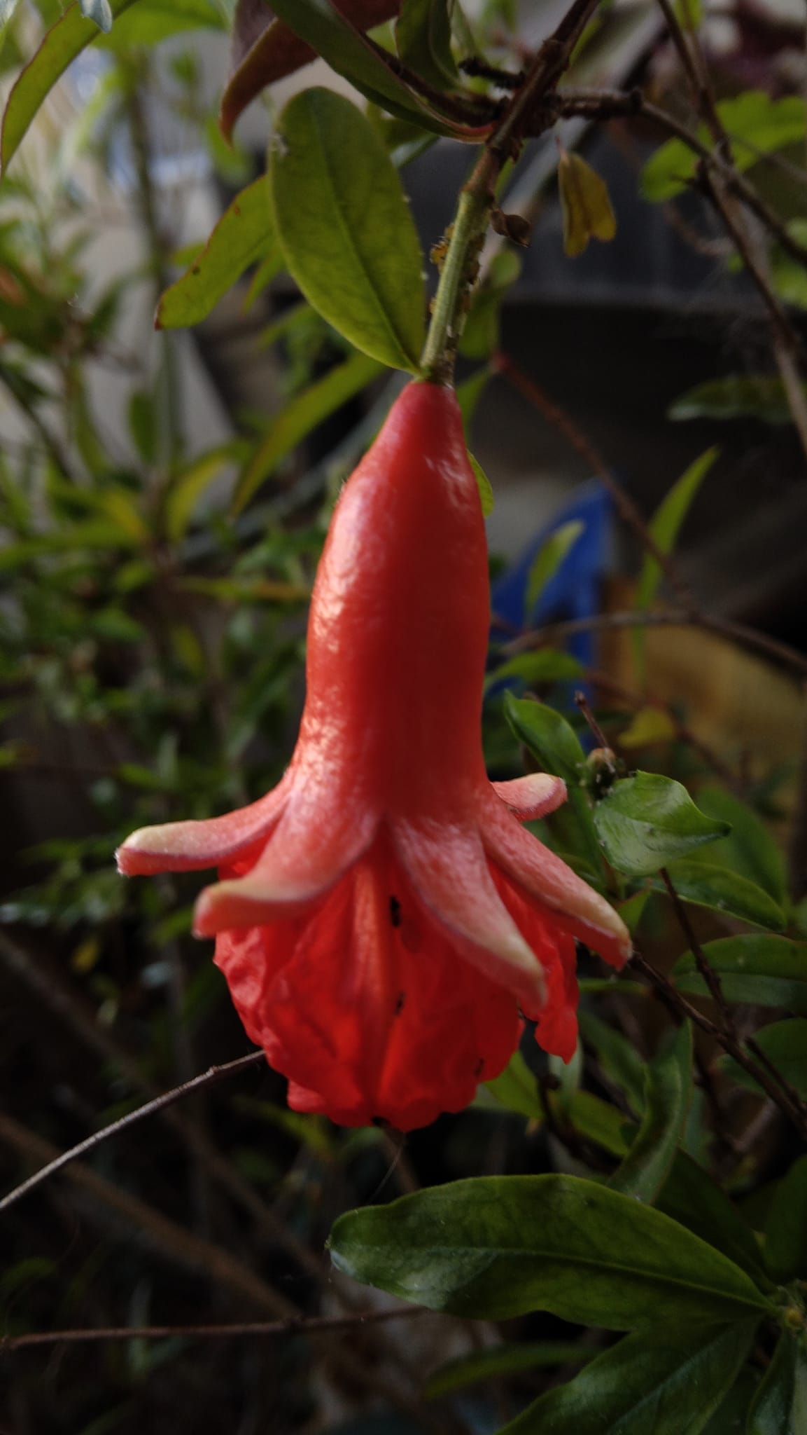 Fruit Trees Dwarf Pomegranate (Punica Granatum Var. Nana Live Plants Indoor