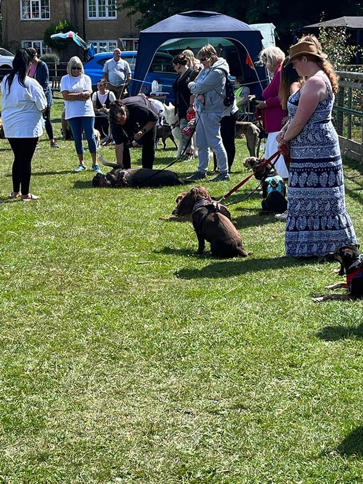 What a pawstastic day we had... - Paws for the Cause Rescue
