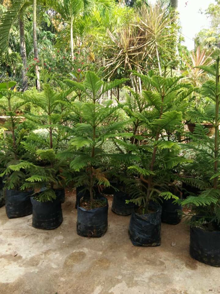 Anda Peminat Pokok Pine Hari Bunga Dan Pasu Gong Kedak Facebook