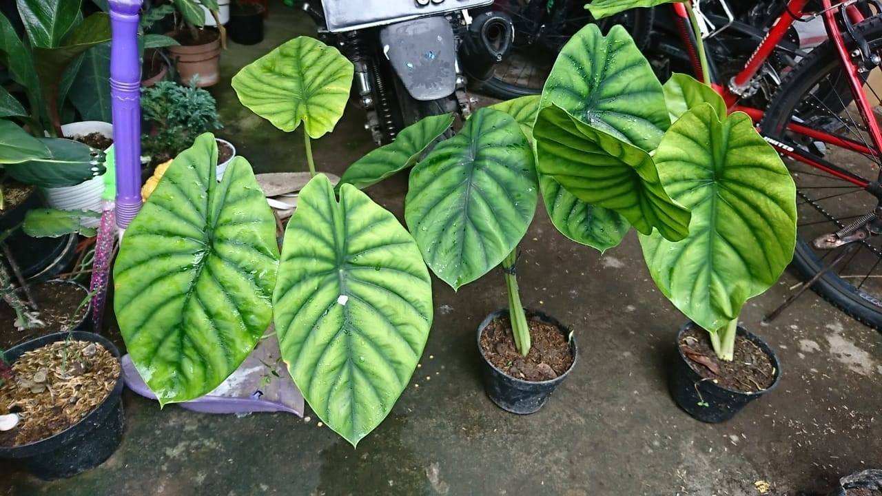 Keladi Tengkorak - Keladi Tengkorak Hijau.. Ready 3pohon Dikirim dari ...