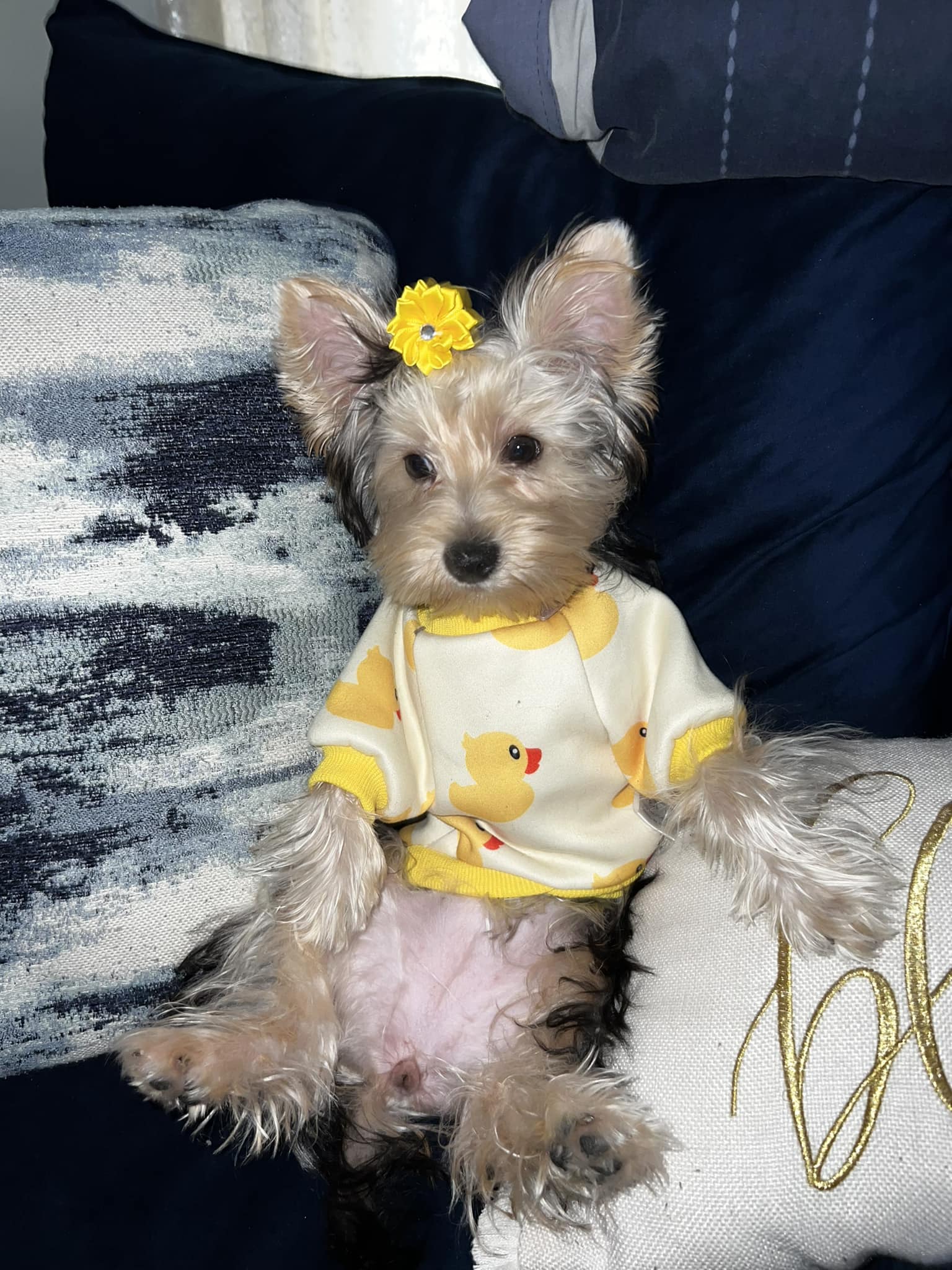 Chanel the pup loves daycare playtime