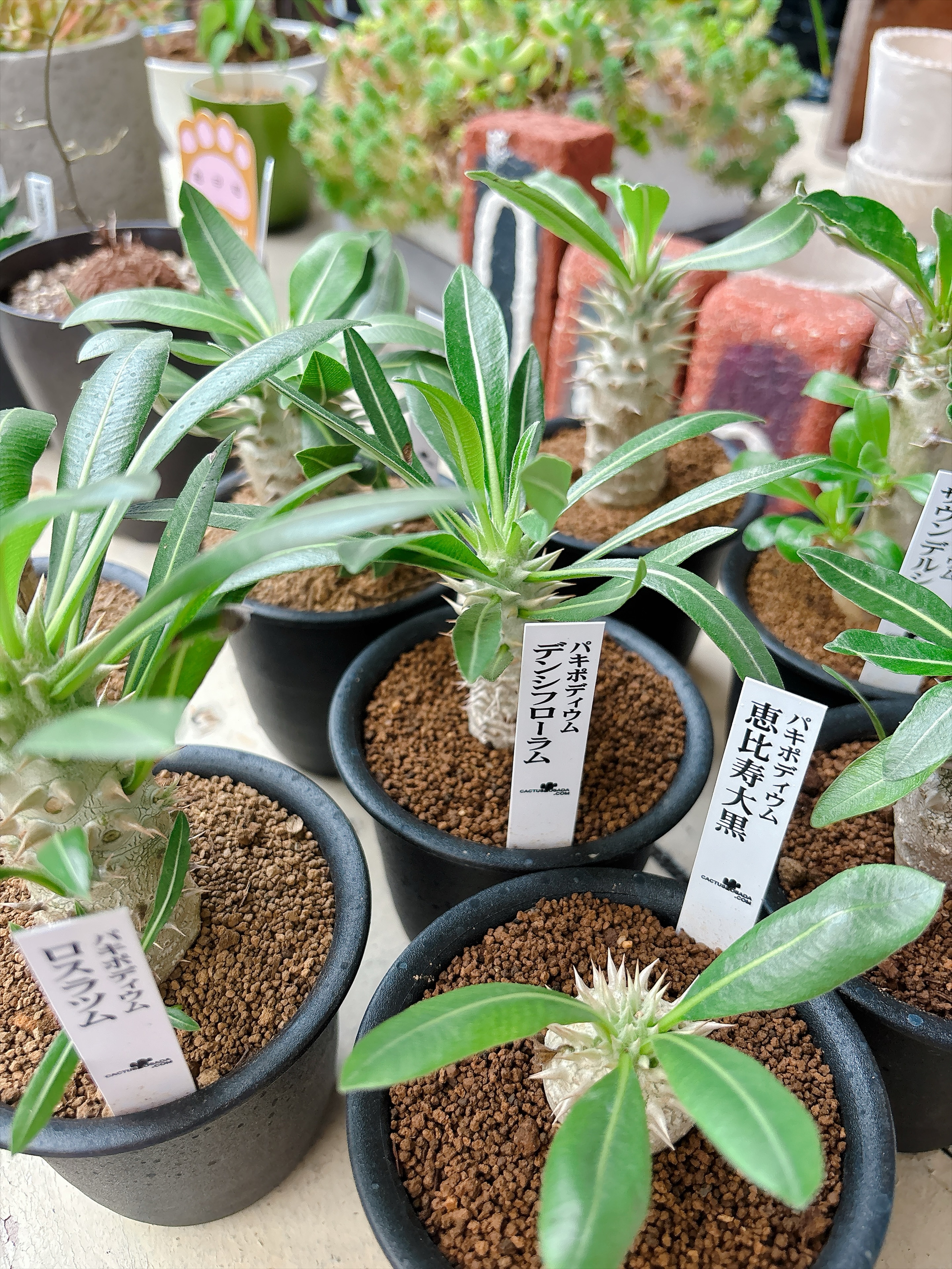 福井園芸店 - コーデックス入荷しました🌵 可愛い3.5号サイズ🎶初めて