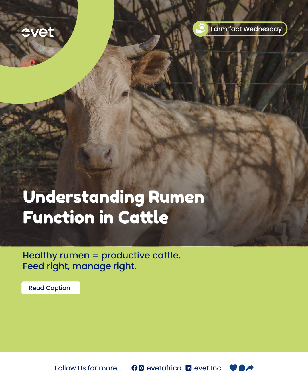 Evet - #🐄🌱 Understanding Rumen Function in Cattle The... | Facebook