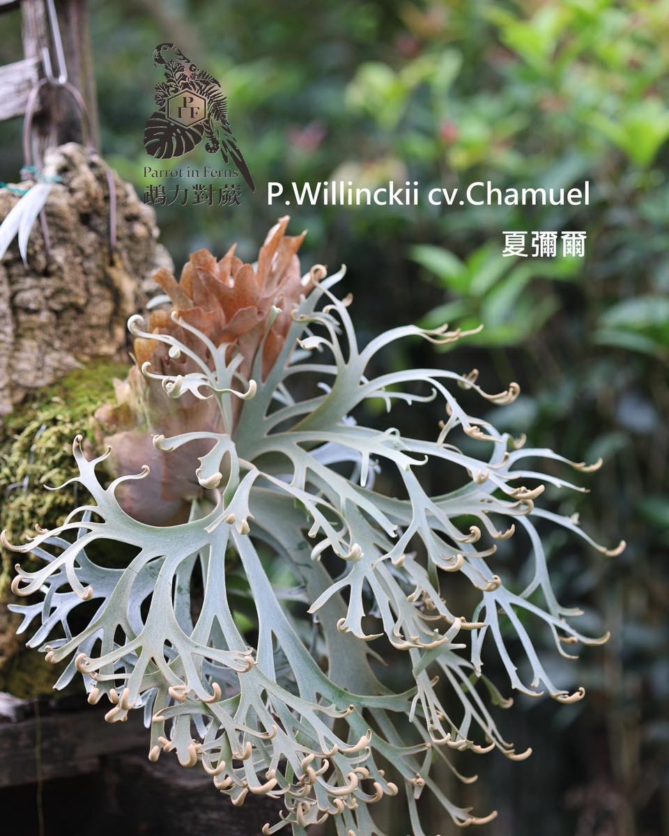 P.Willinckii cv. White swan （白天鵝） 沒錯，大家可能比較有印象的