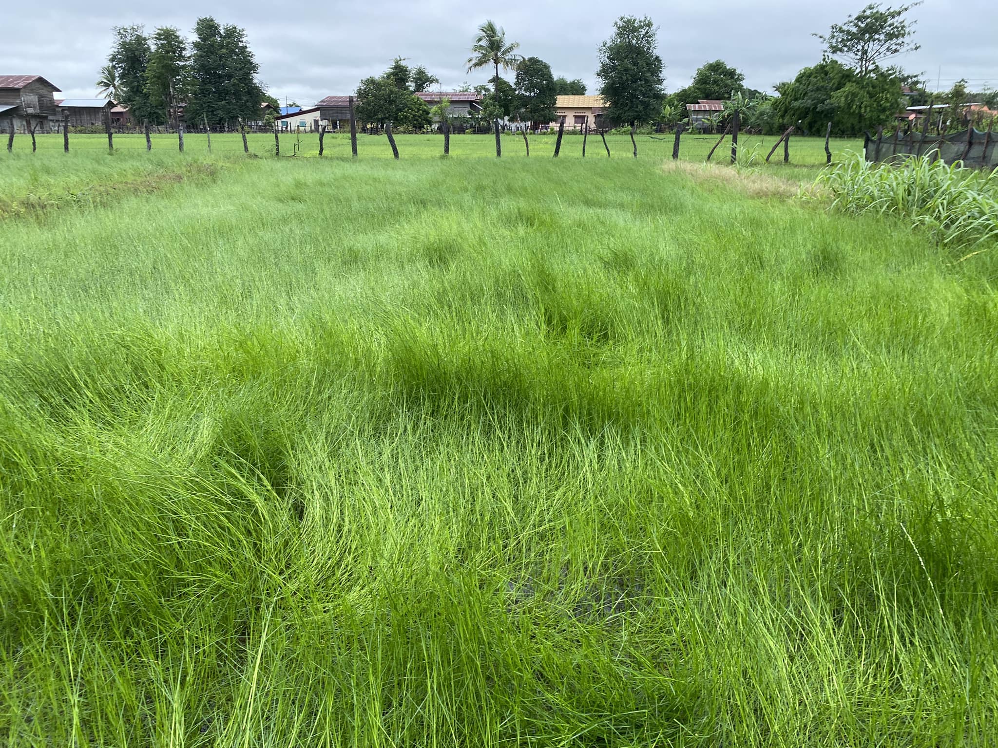 BM Farm Savannakhét
