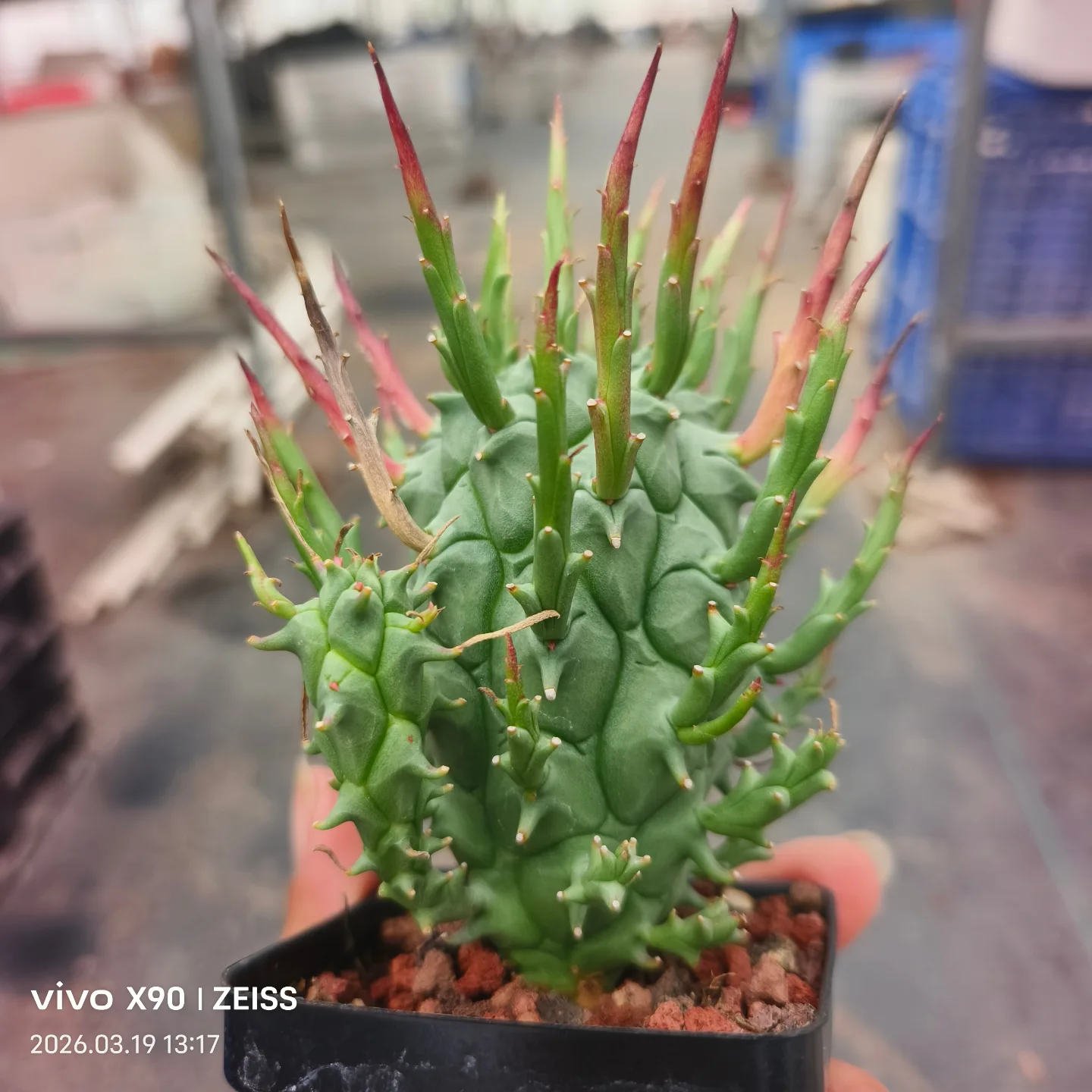 Euphorbia schoenlandii Pax：斗牛角大戟