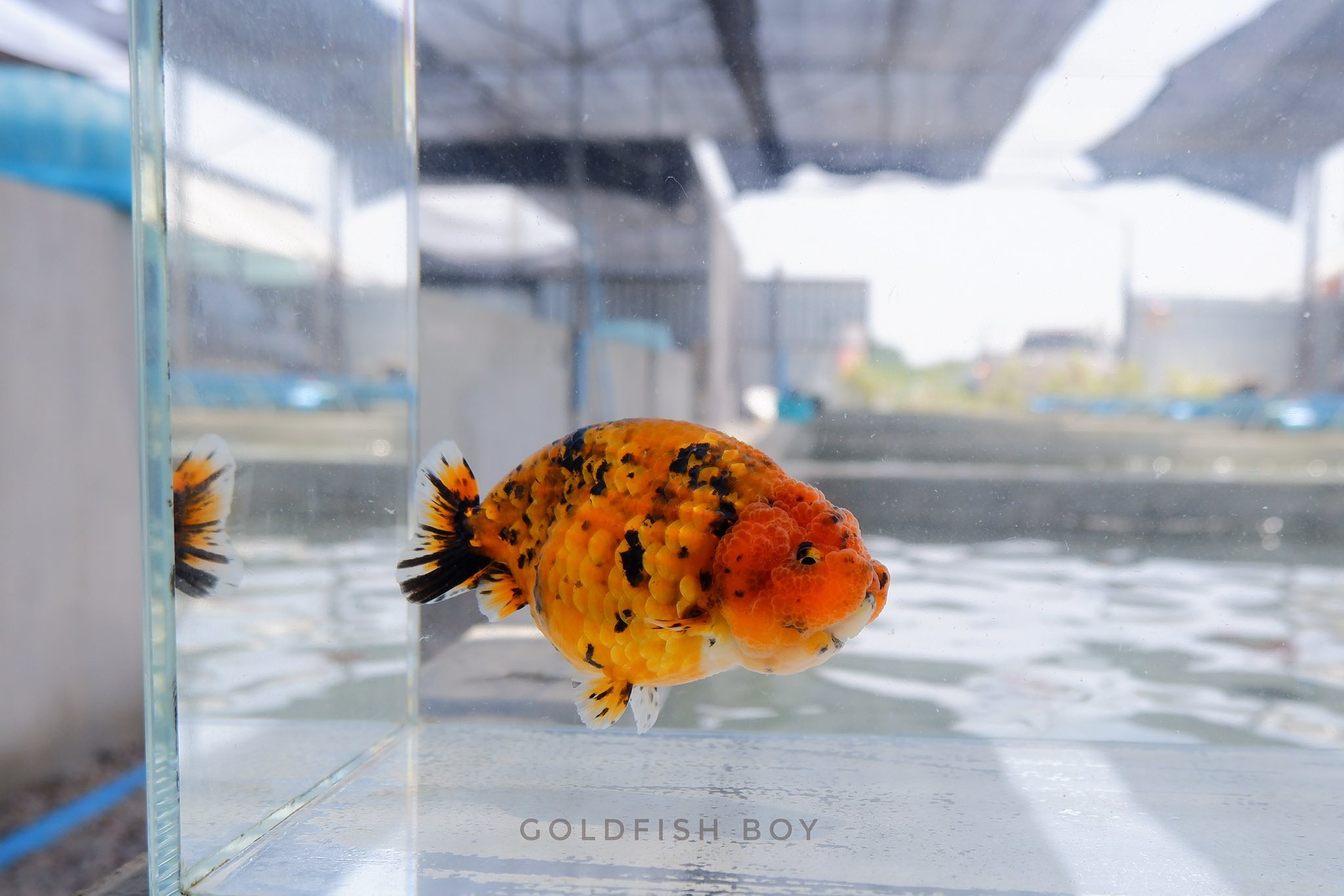ชมรมคนรักปลาทอง Goldfish Lovers Club | ผู้บ่าว 4นิ้ววววว 🤠 | Facebook