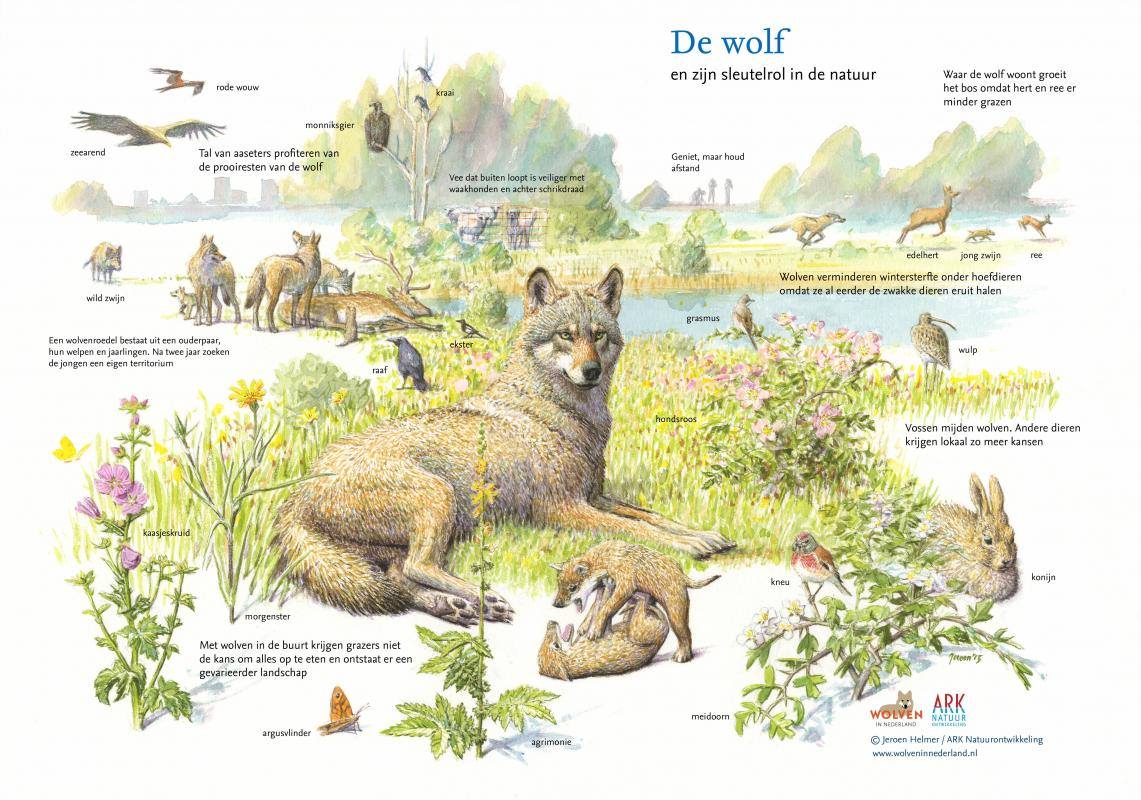 ARK - Er is wederom een wolf op weg door het land, vandaag werd er een ...