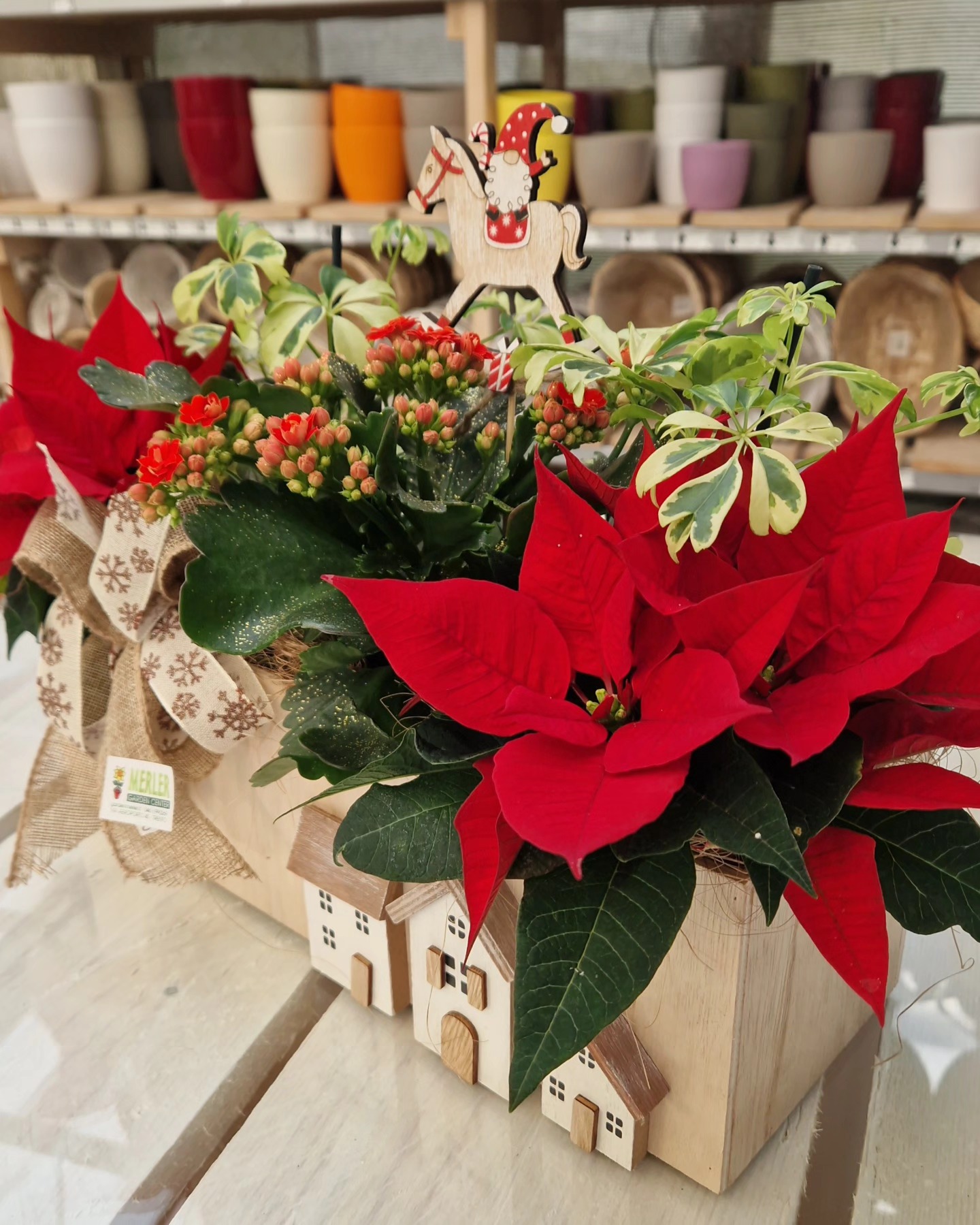 La Stella di Natale, protagonista... - Garden Center Merler | Facebook