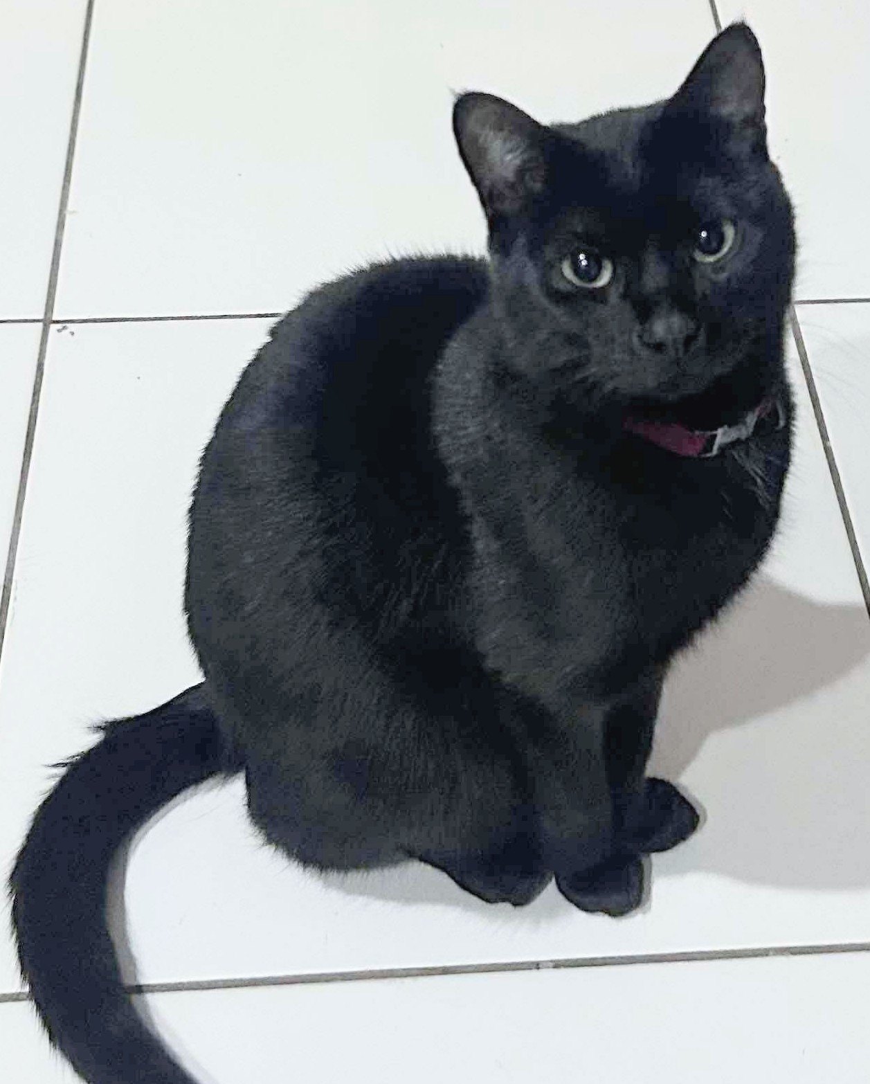 Bush Cat Rescue - 🐈‍⬛ Available 🐈‍⬛ Salem originally known... | Facebook