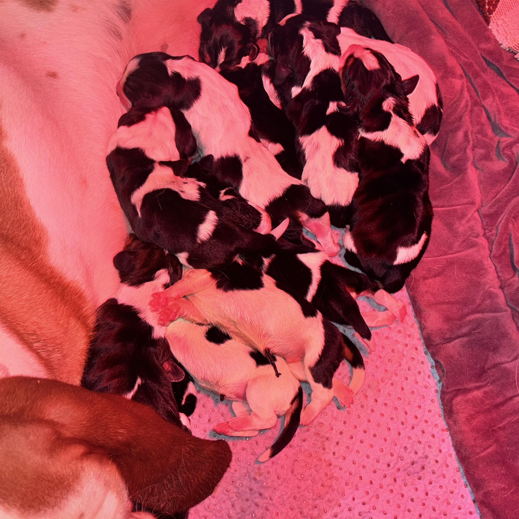 BeckysBassets - Ruthie surprised us with 3 gorgeous babies... | Facebook