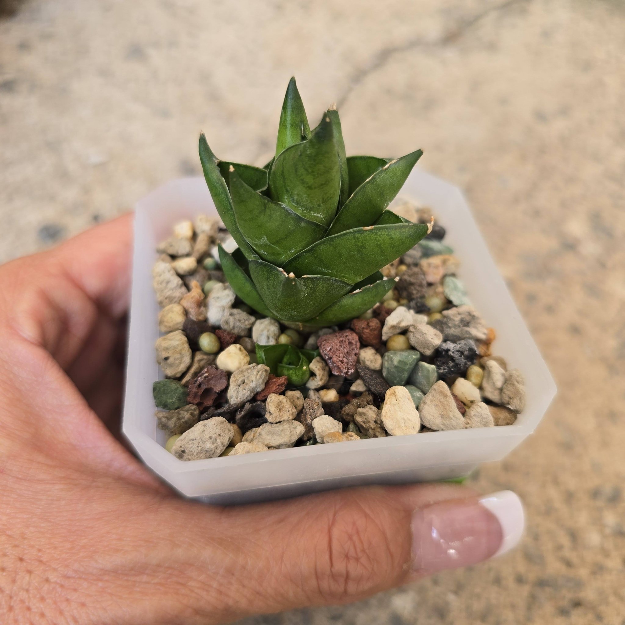 サンスベリア Sansevieria Green Ant A Sansevieria 'Green Ant' rooted plant for sale