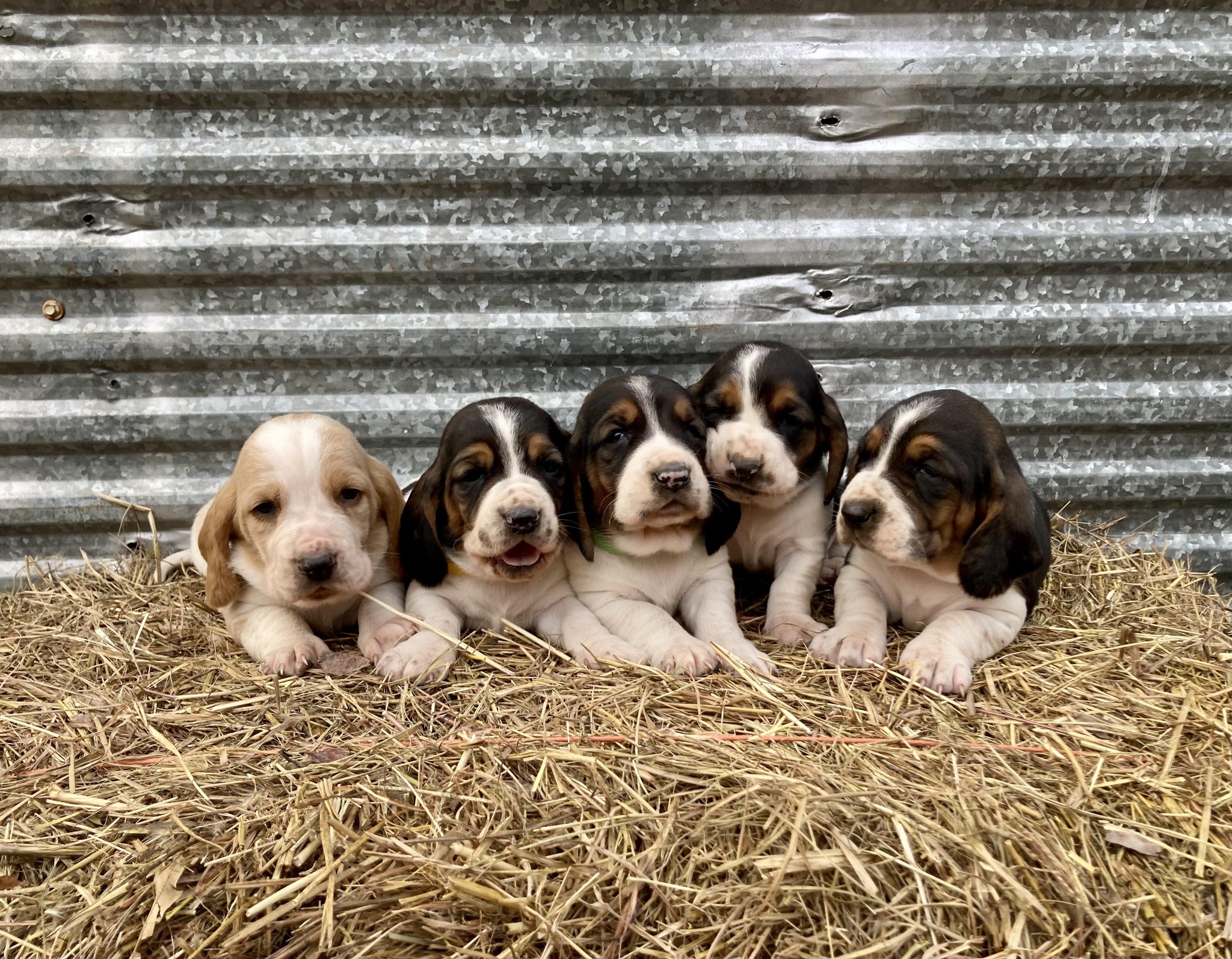 Sunny South Bassets