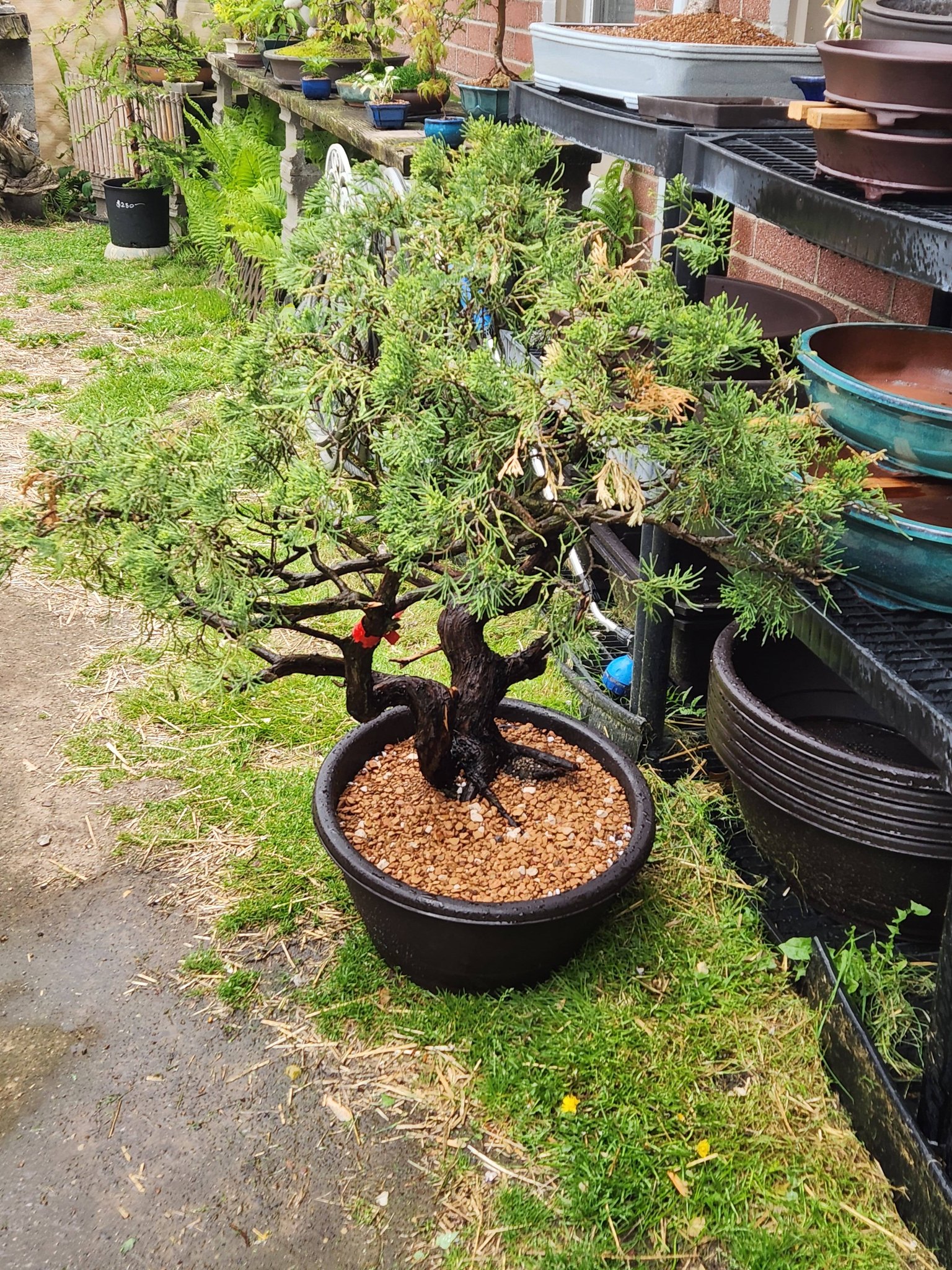 Enebro Chino Kishu Prebonsái (Juniperus Chinensis Kishu