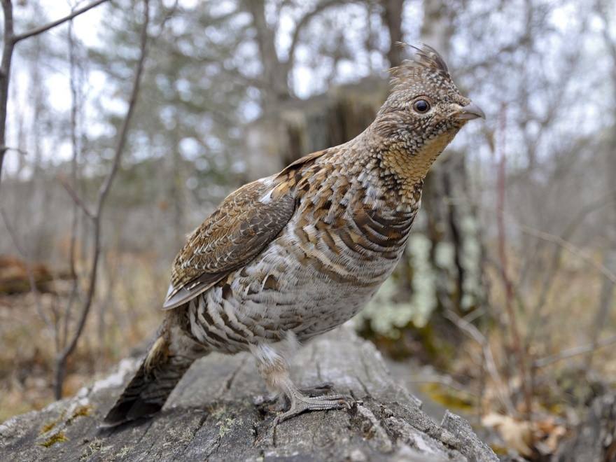 Ruffed grouse... - Wisconsin Department of Natural Resources | Facebook