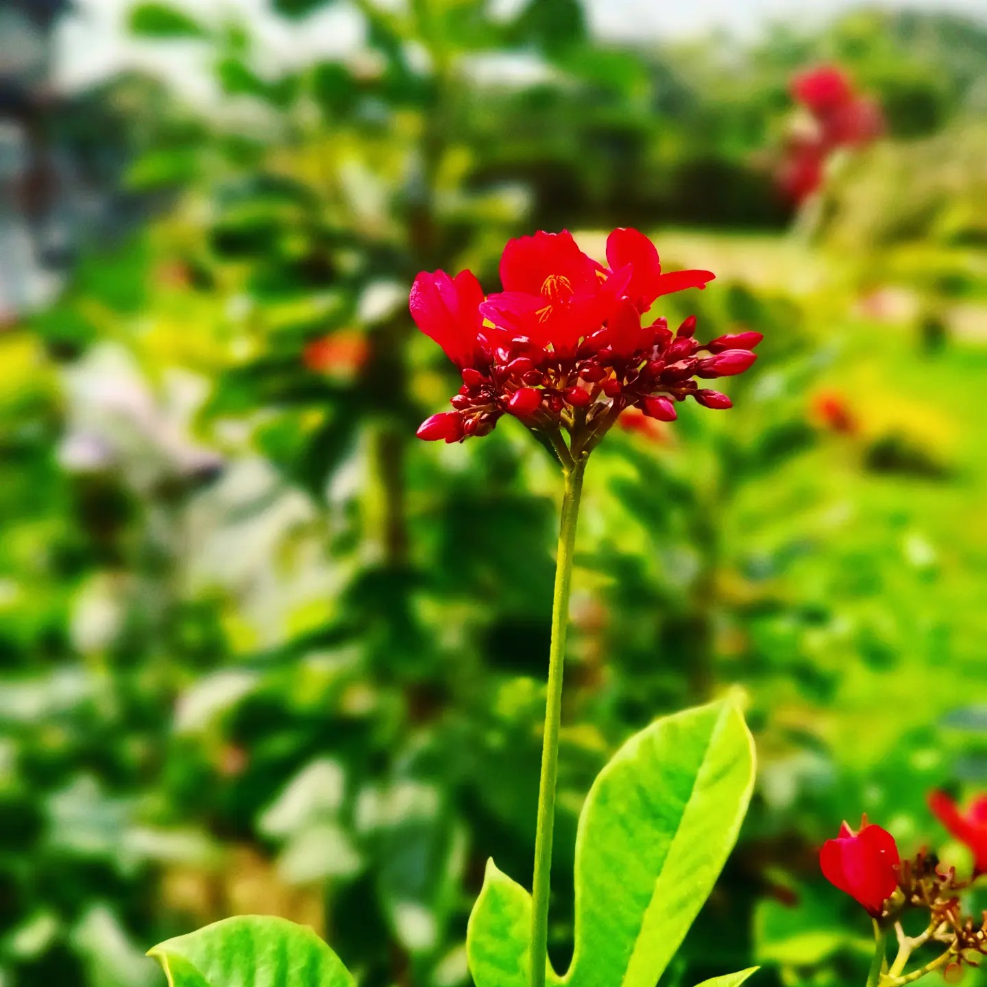 Where can I get this called #Jatropha