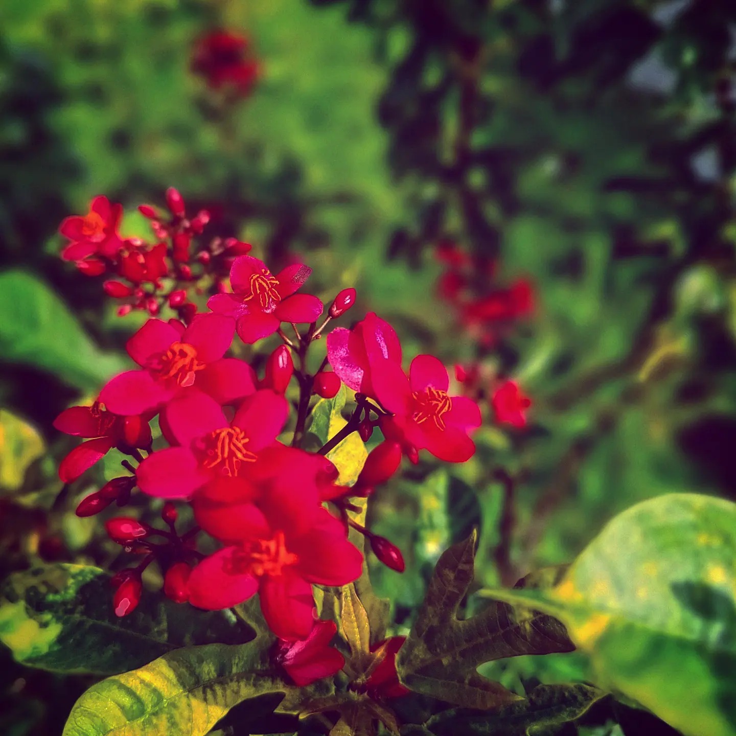 ヤトロファ sp. グアテマラ “jatropha sp. Guatemala” Where can I get this called #Jatropha
